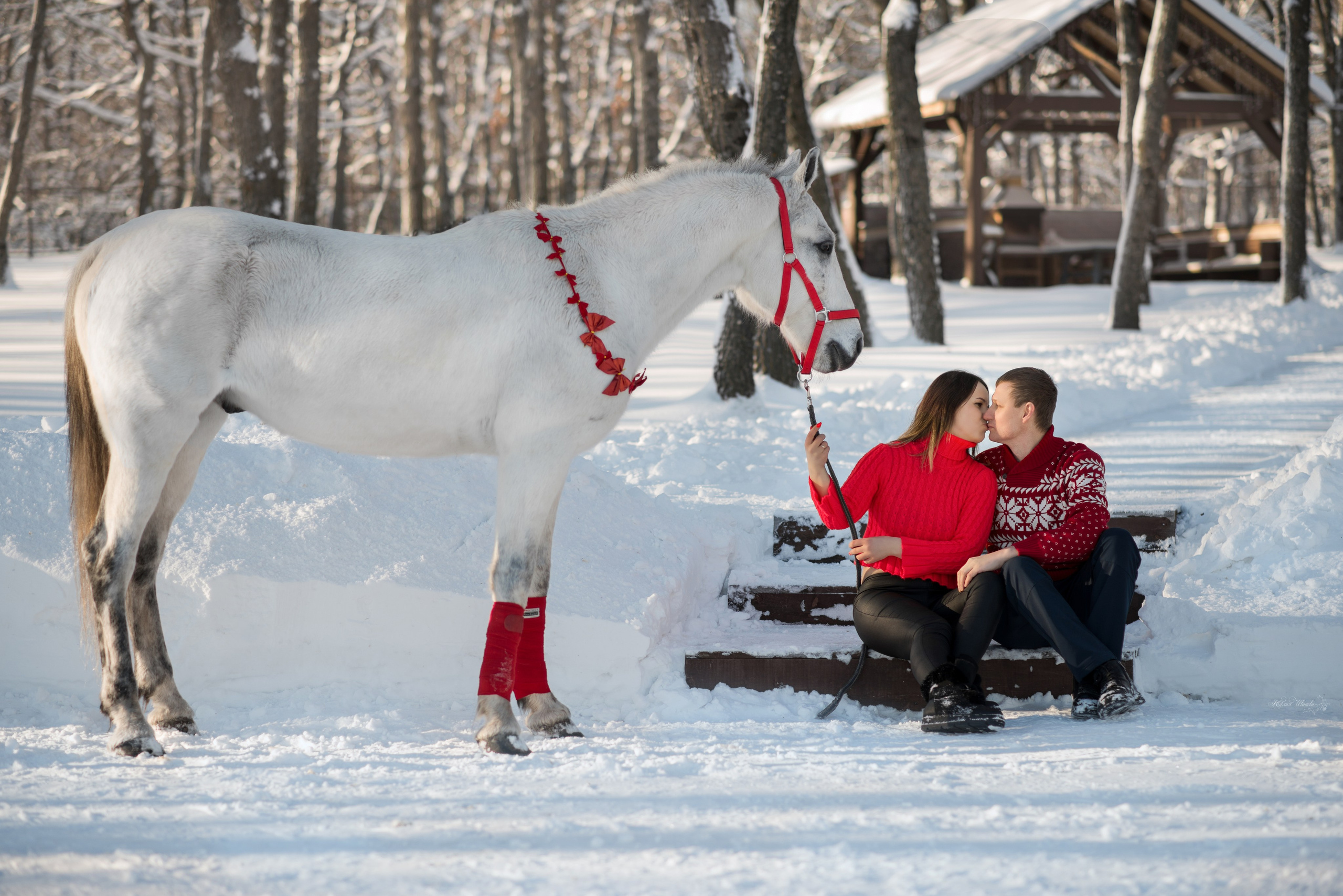 Семейная съемочка с Гипнозом. Конный фотограф в Саратове Юлия Иванова