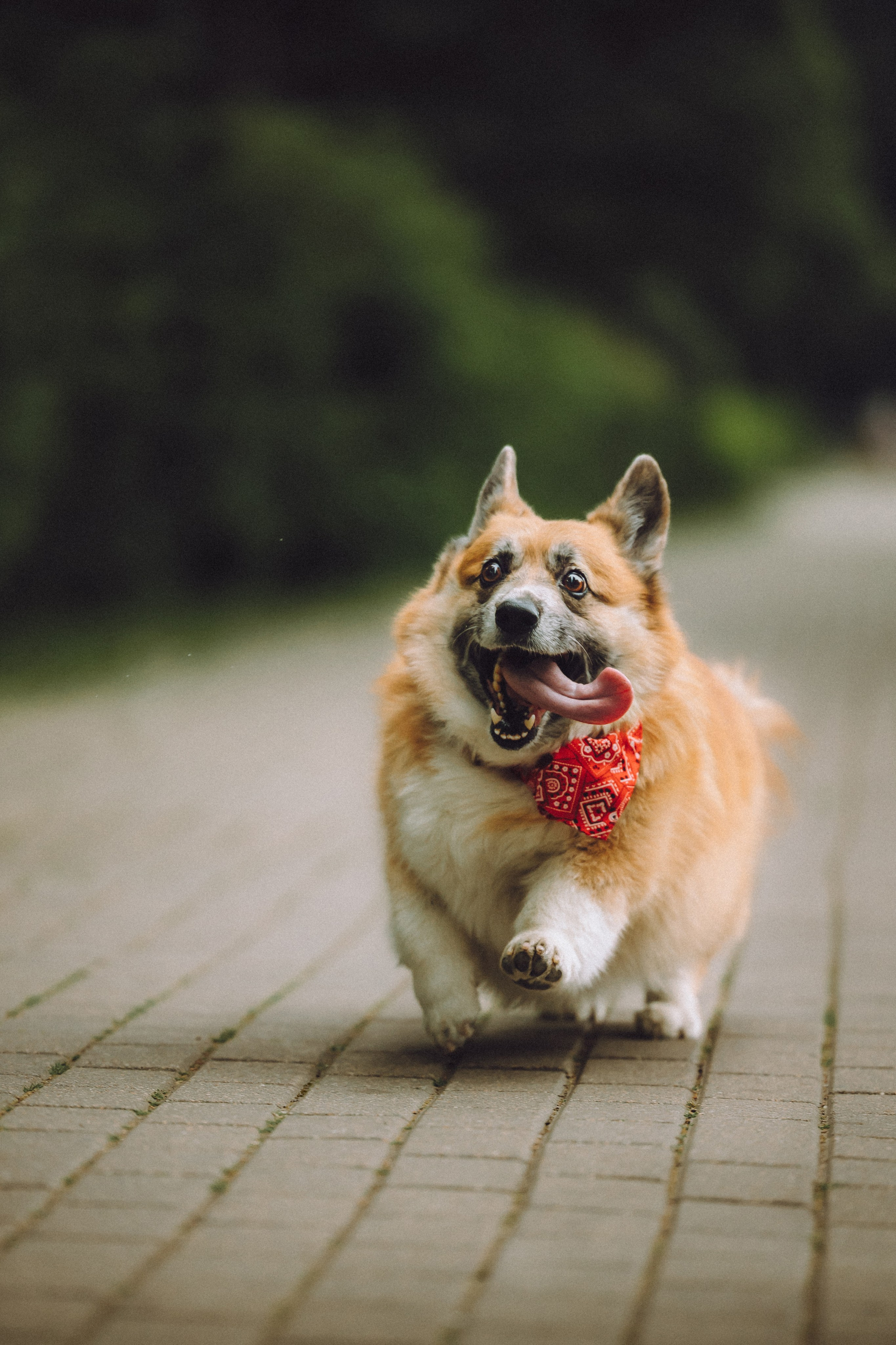 Ира, Леша и Харли