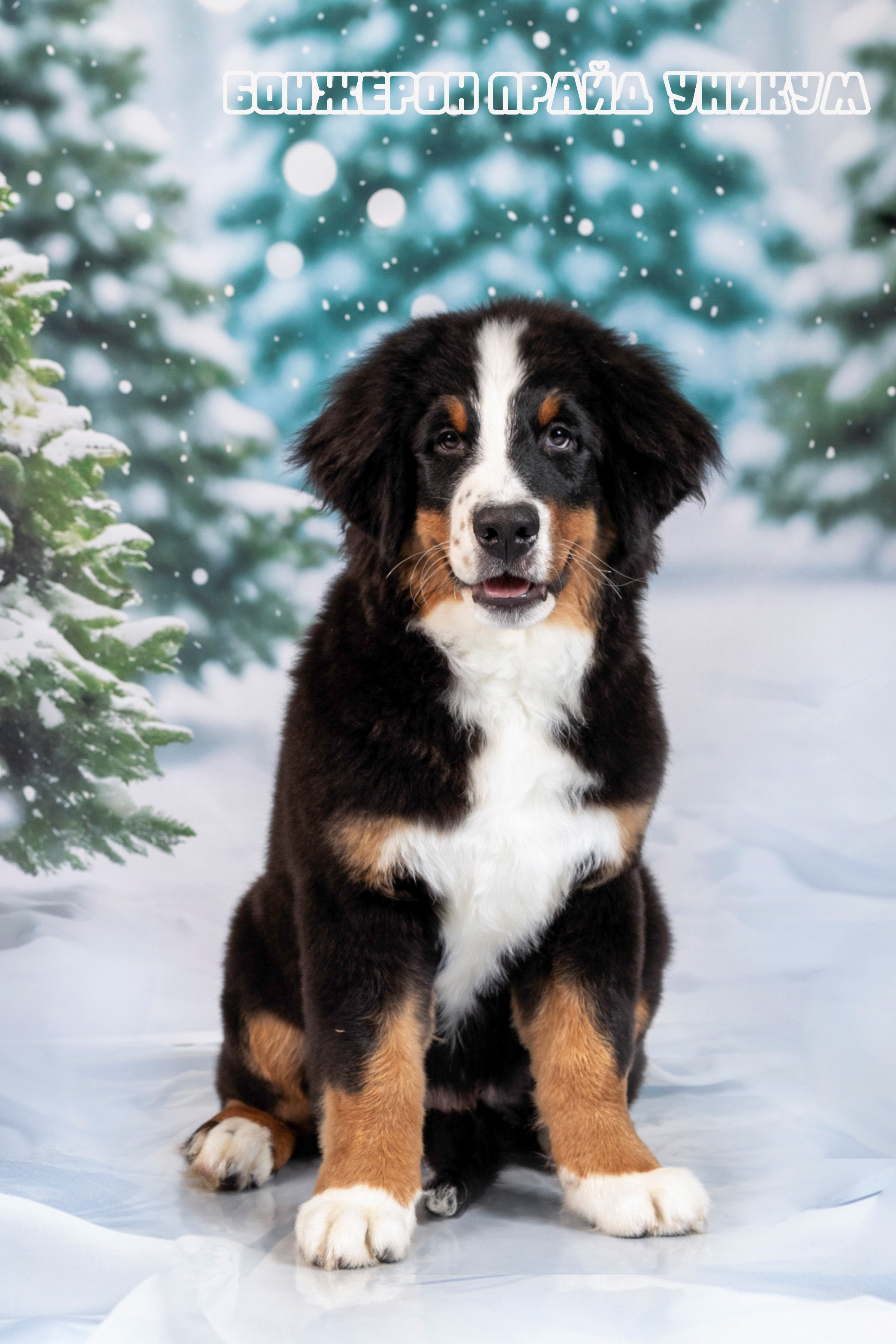 Бонжерон прайд. Фотограф 📸 семейный, предметный, репортажный