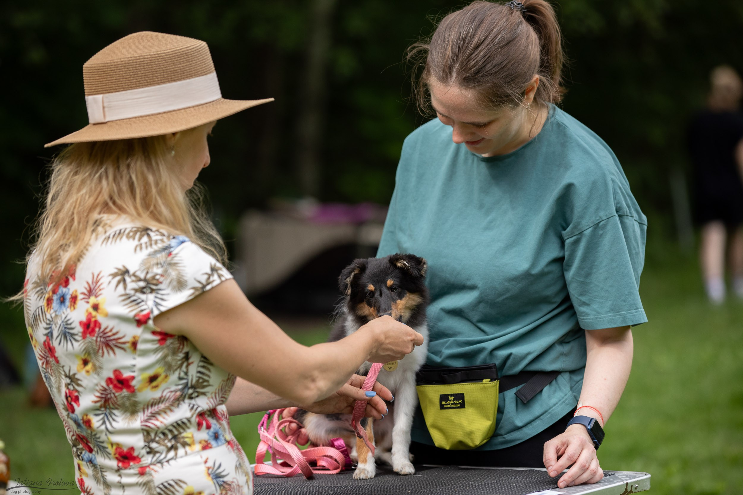 Репортаж с выводки молодняка колли/шелти в Ясенево. Фотограф-анималист в Москве и Московской области Татьяна Фролова