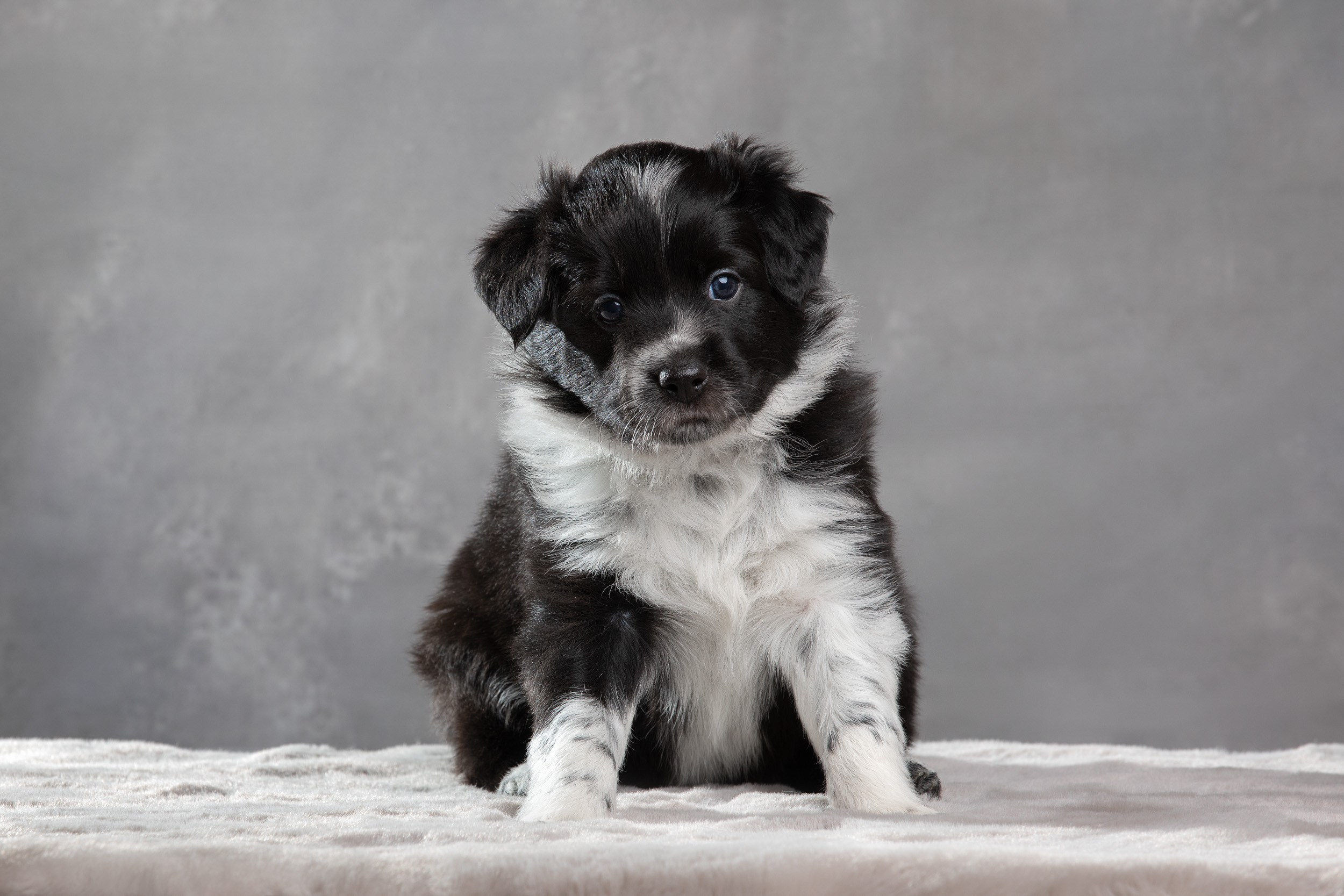 Фотосет помёта щенков для заводчиков. Фотограф-анималист в Москве и Московской области Татьяна Фролова