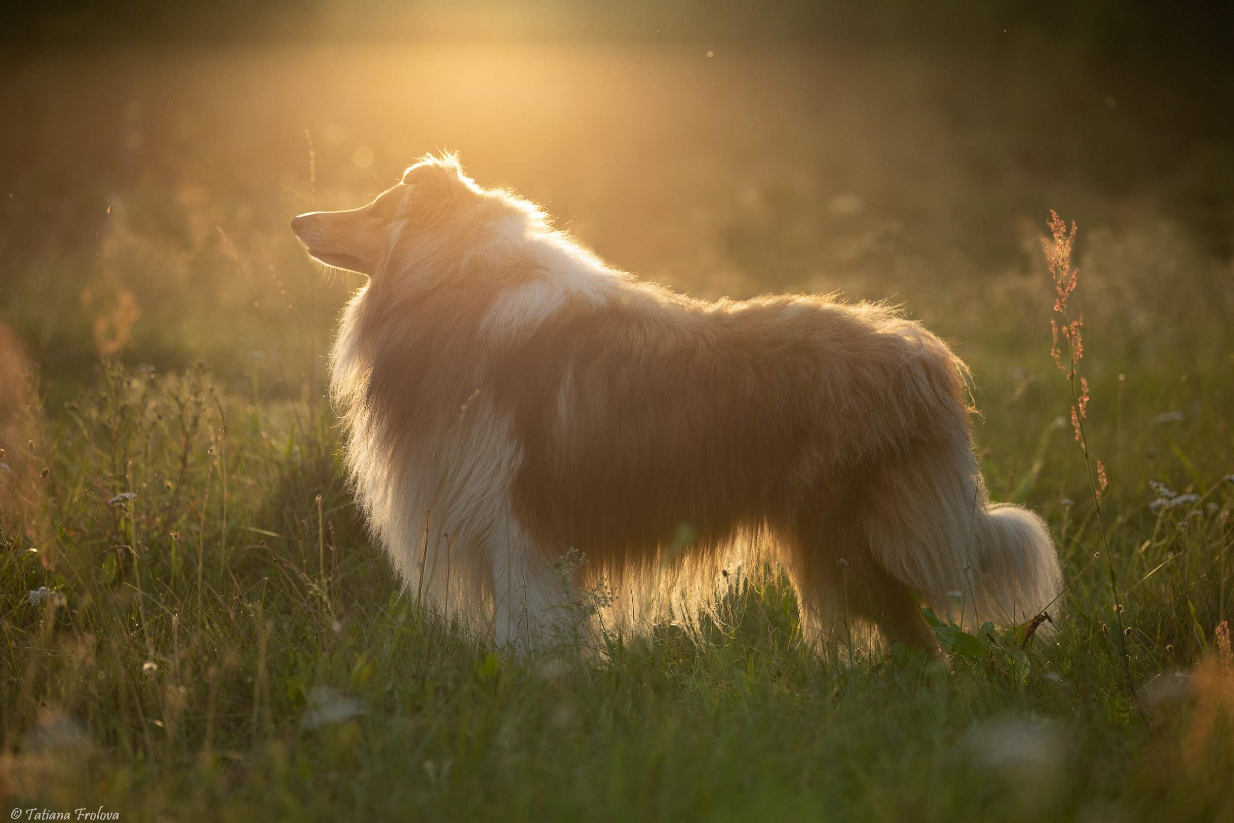 Фотопрогулка для нескольких собак загородом. Фотограф-анималист в Москве и Московской области Татьяна Фролова