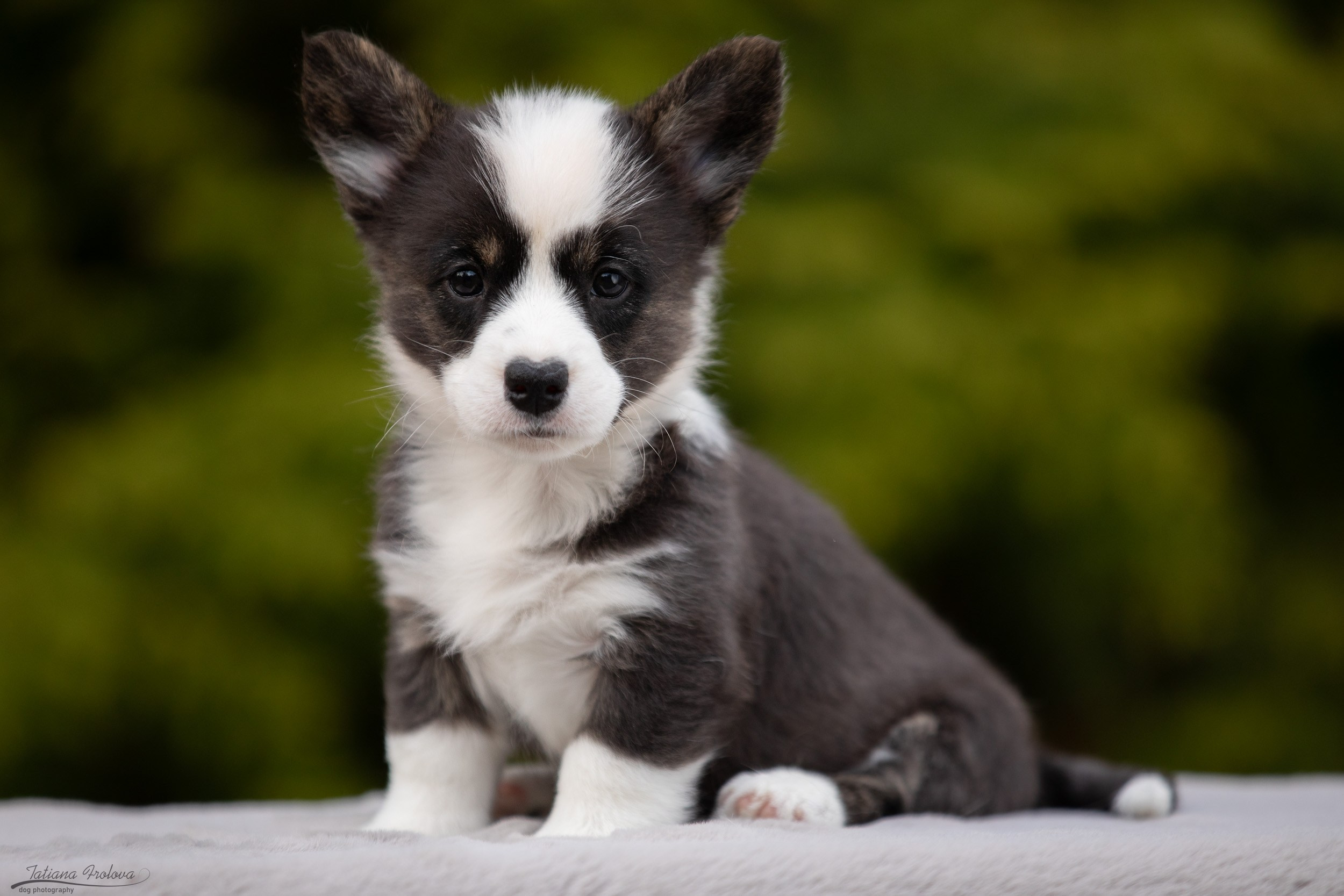 Съемка помета щенков для продажи на улице. Фотограф-анималист в Москве и Московской области Татьяна Фролова