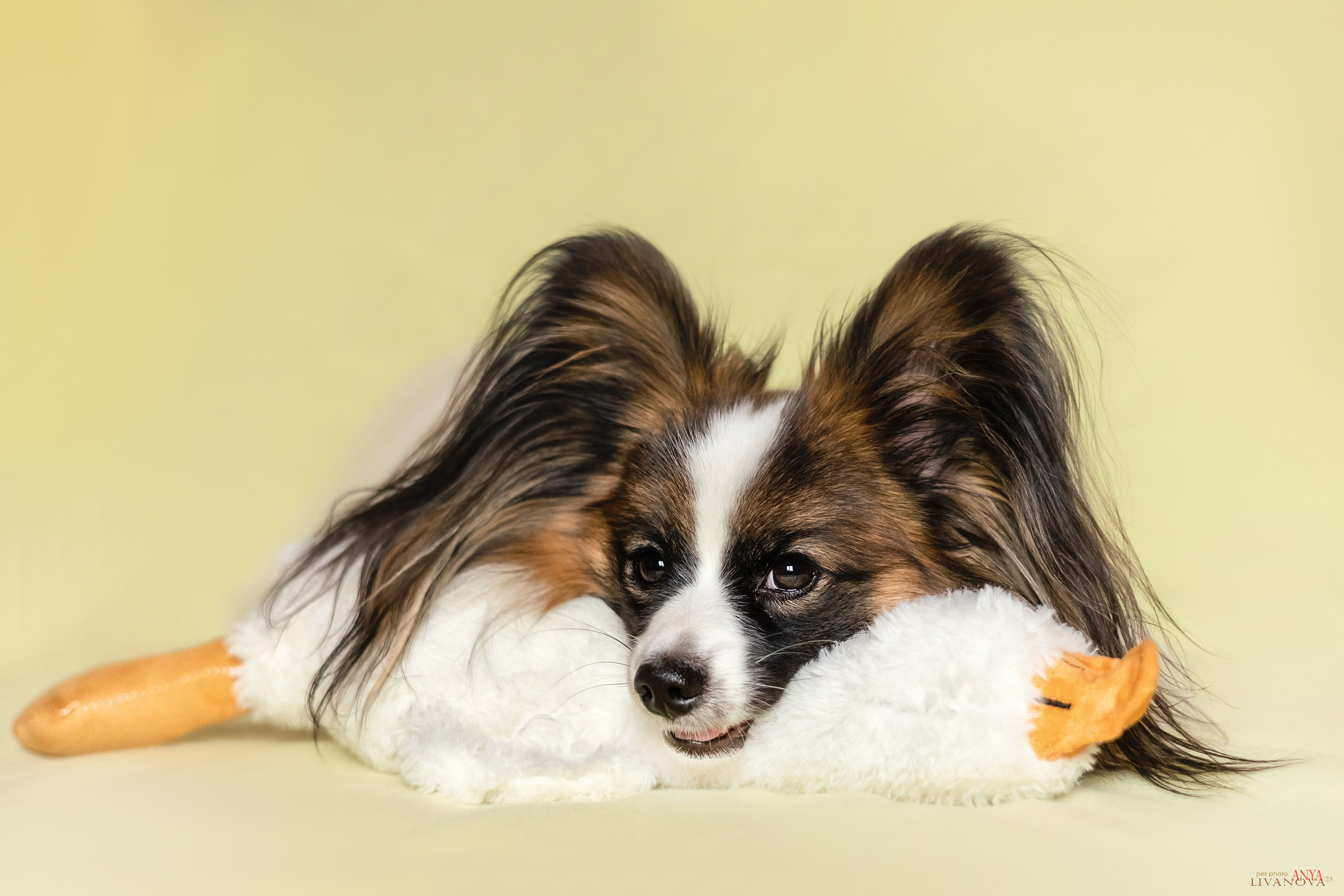 Хьюстон. Фотограф анималист Аня Ливанова | Рыбинск