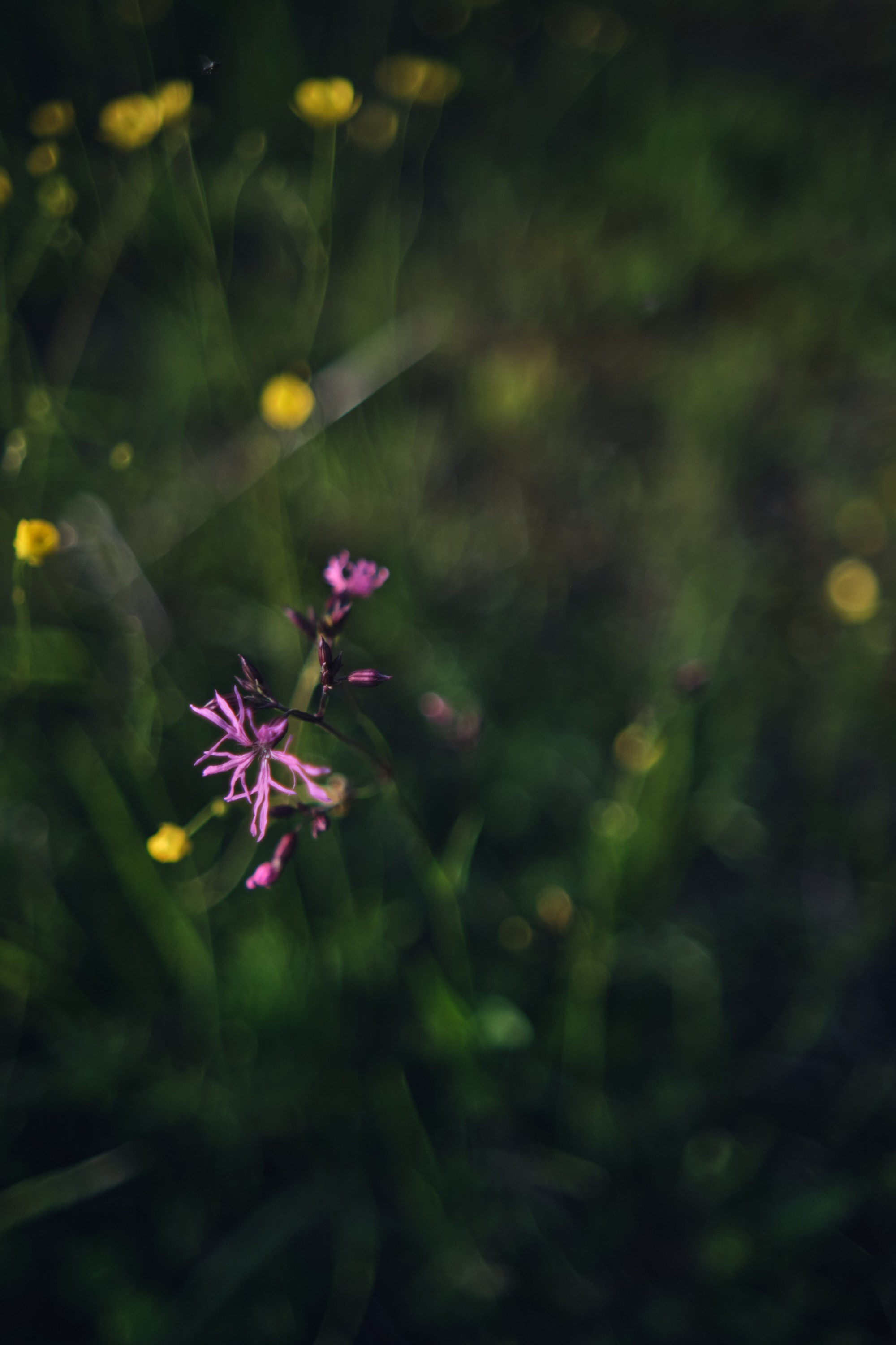 Русский север: путешествие по Карелии, Архангельской и Вологодской областям