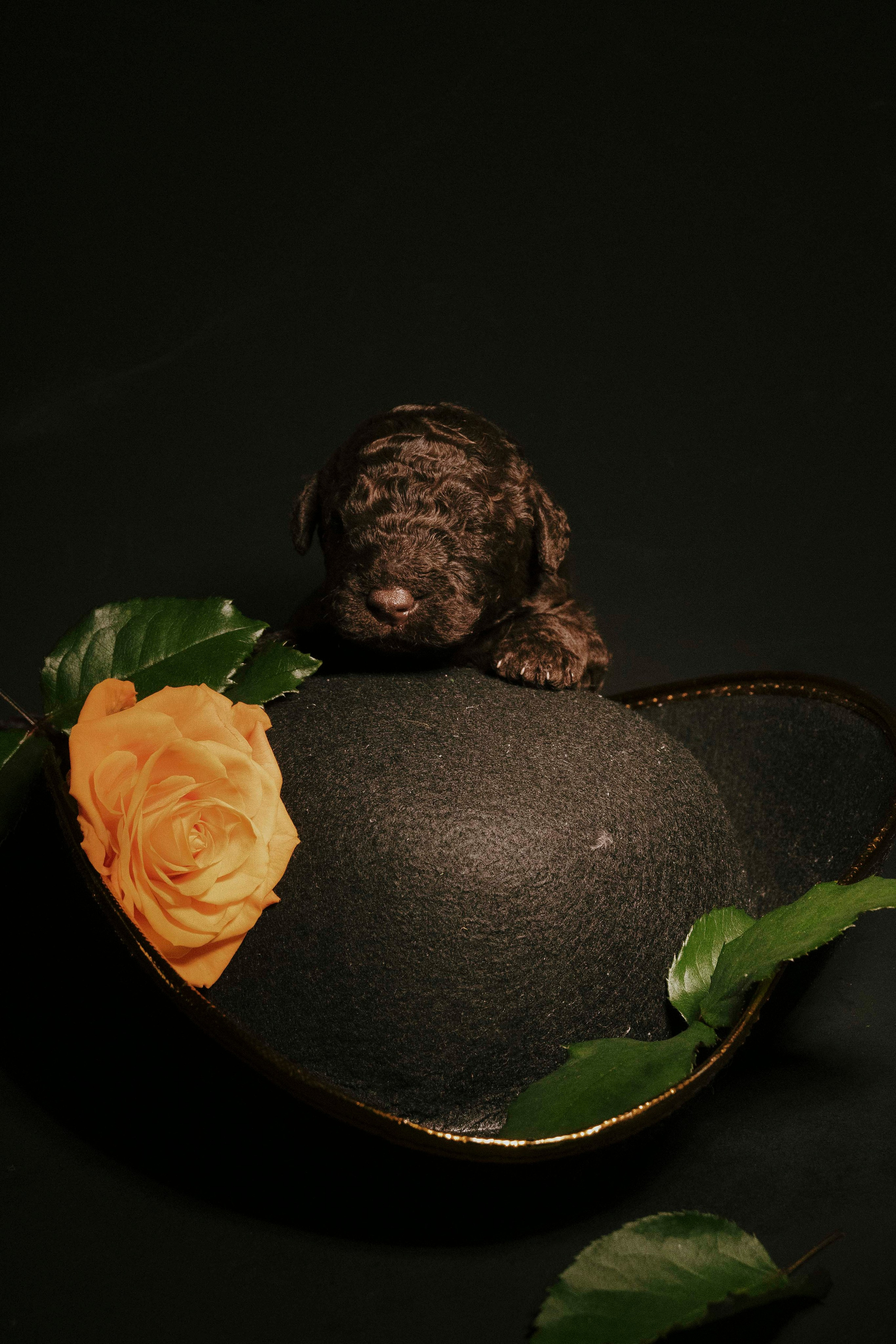 Испанские водяные. Фотограф- анималист Александра Матвеева