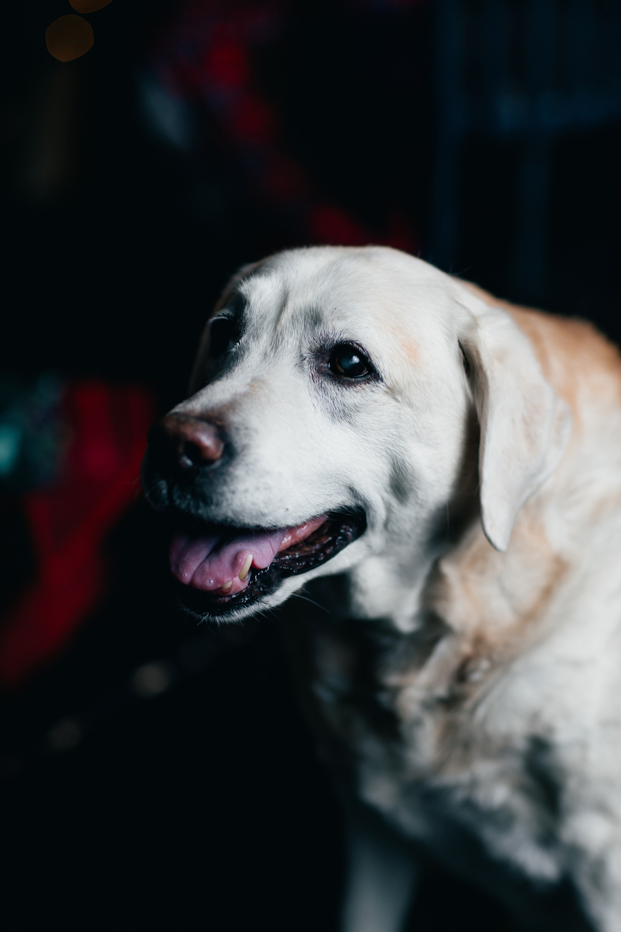 Новогодние фотопроекты. Свадебный и семейный фотограф в Нижнем Новгороде и Москве Сергей Полян