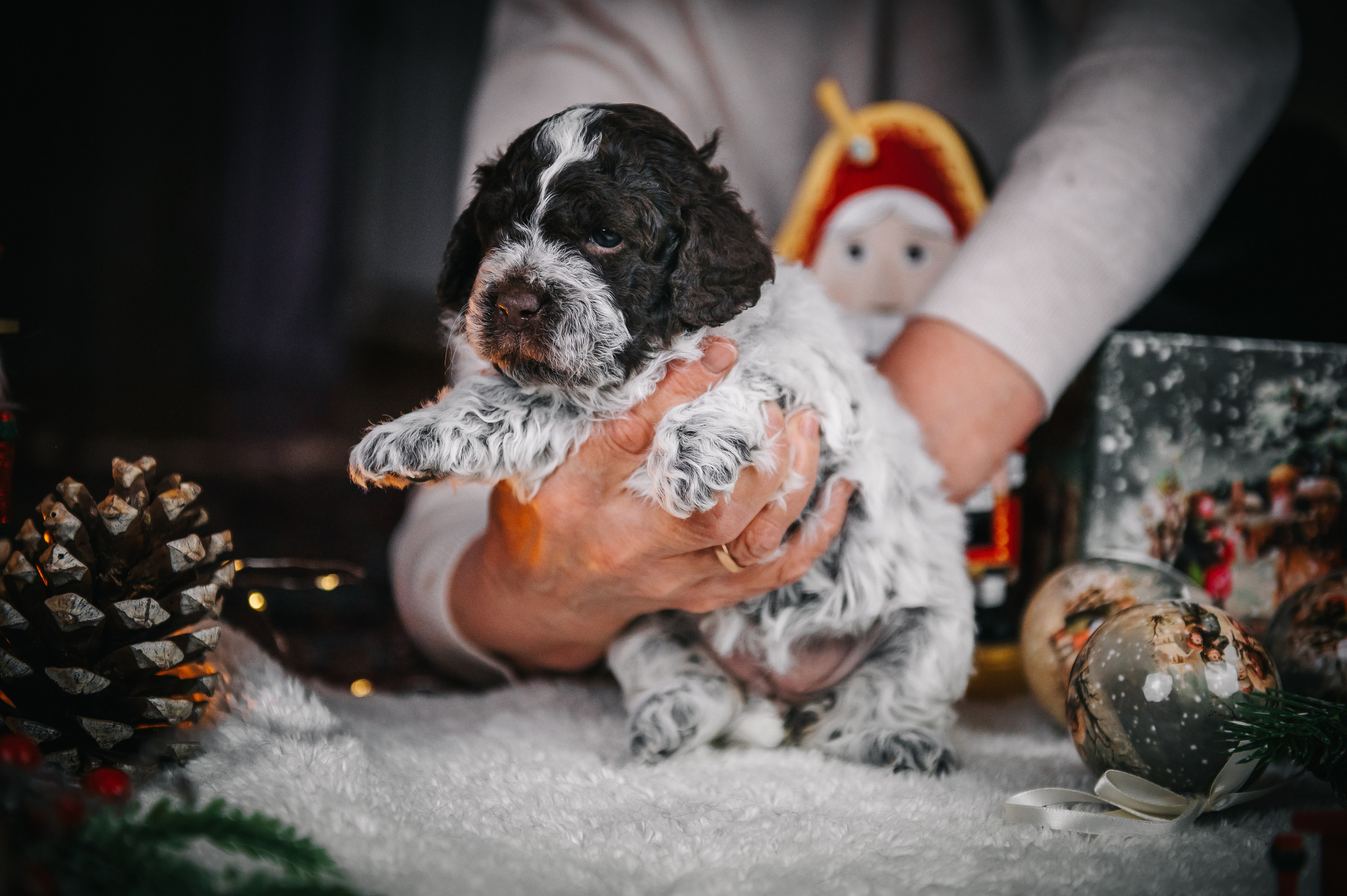 Лаготто-романьоло. Анна Пушина, фотограф, Москва, Королев, Пушкино