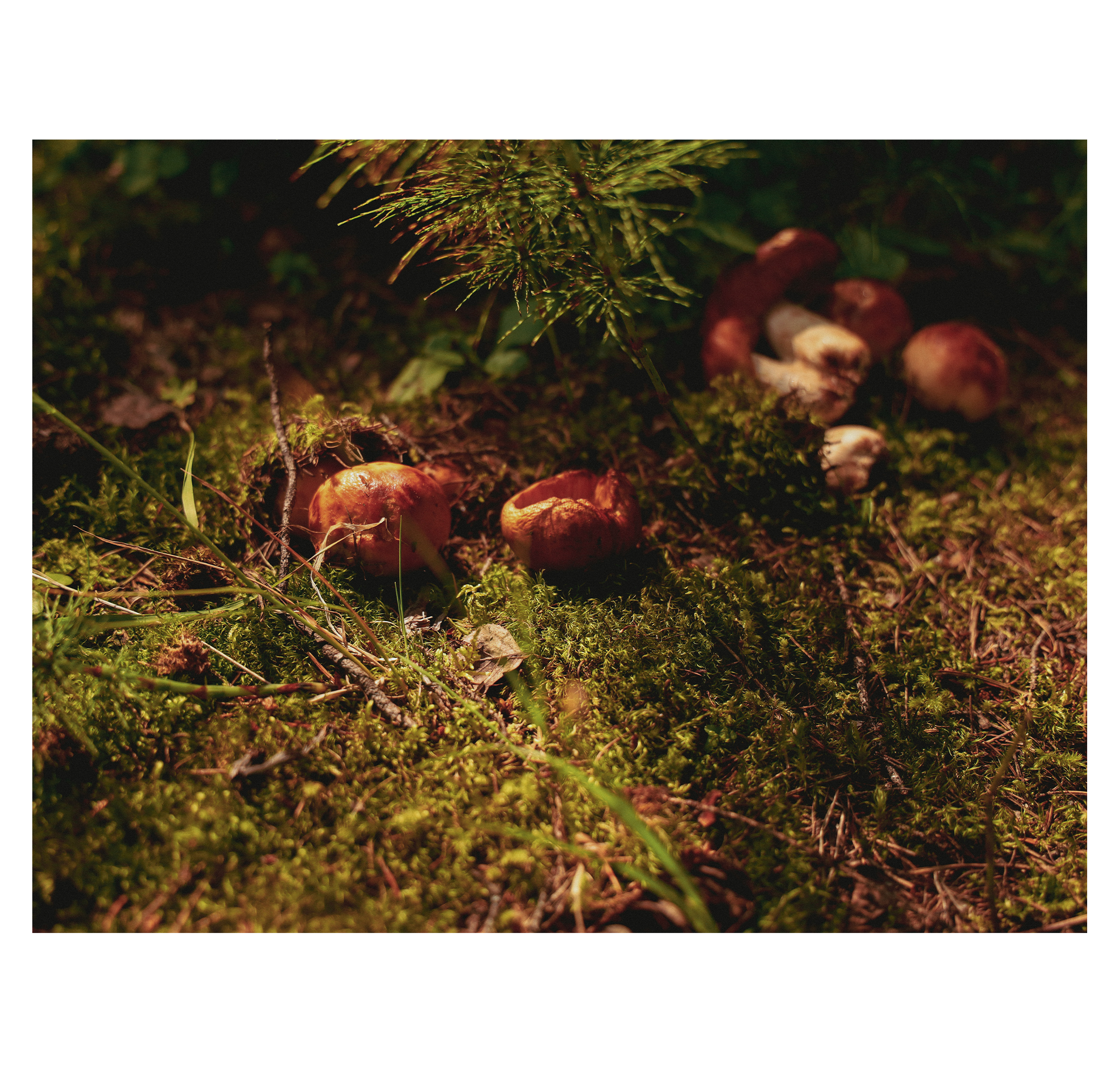 Summer hike. Фотограф/дизайнер в Екатеринбурге Хитрый Дмитрий