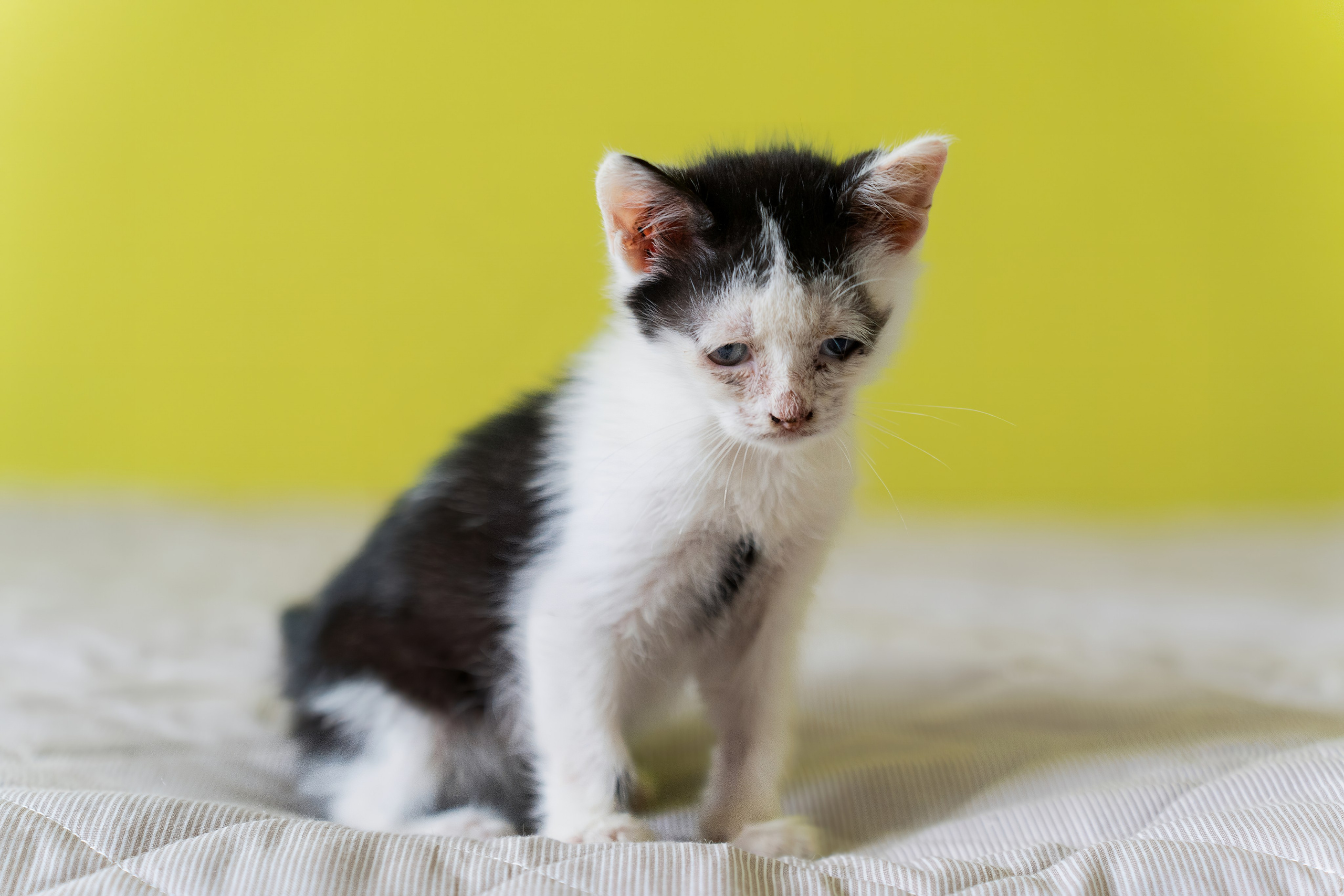 Благотворительная съёмка для котят в Москве. Портретный фотограф в Москве Фарид Леонов