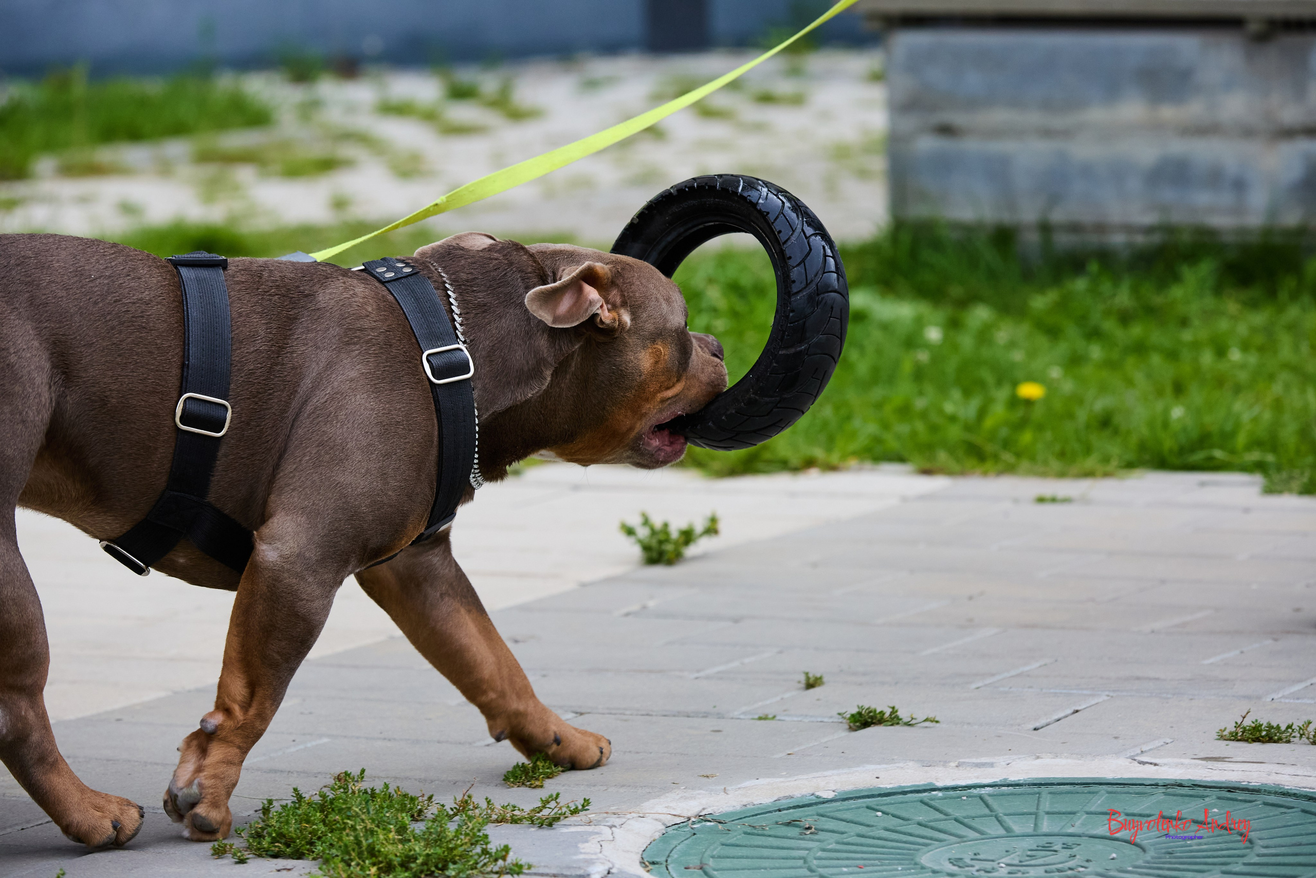 Проект фотопрогулка с хвостиком. Buyvolenko Andrey