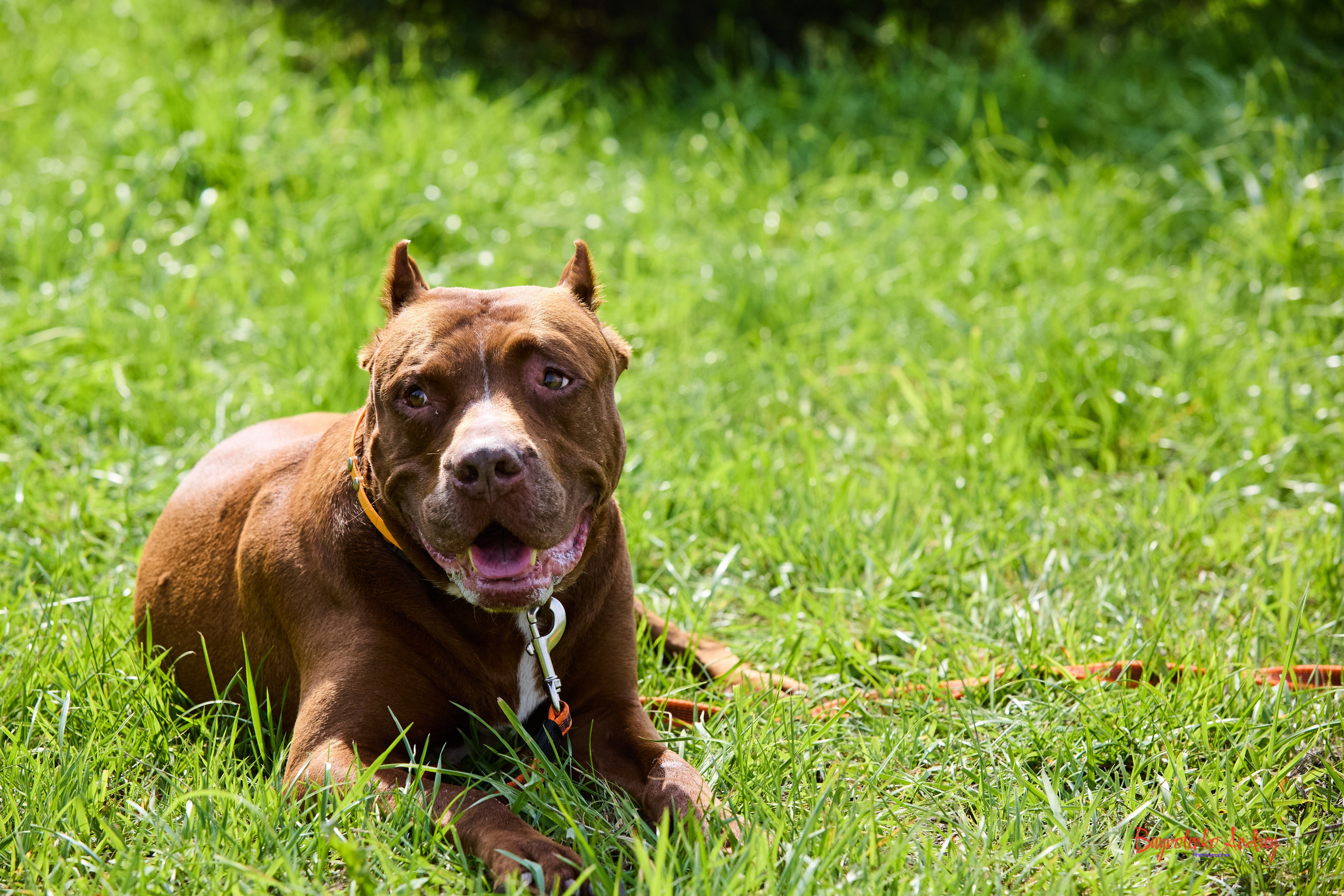 Проект фотопрогулка с хвостиком. Buyvolenko Andrey