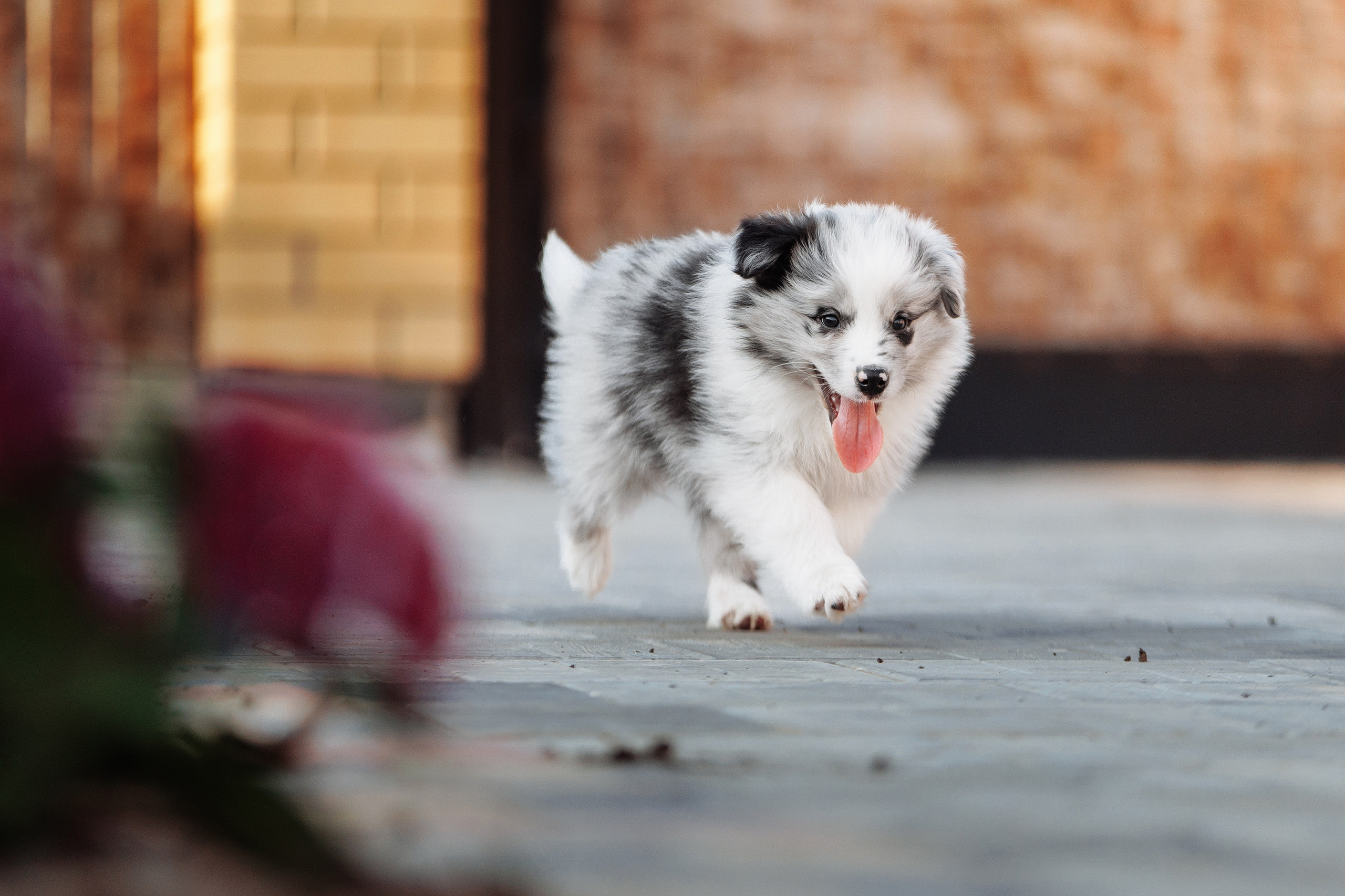 Пушистое. О нас