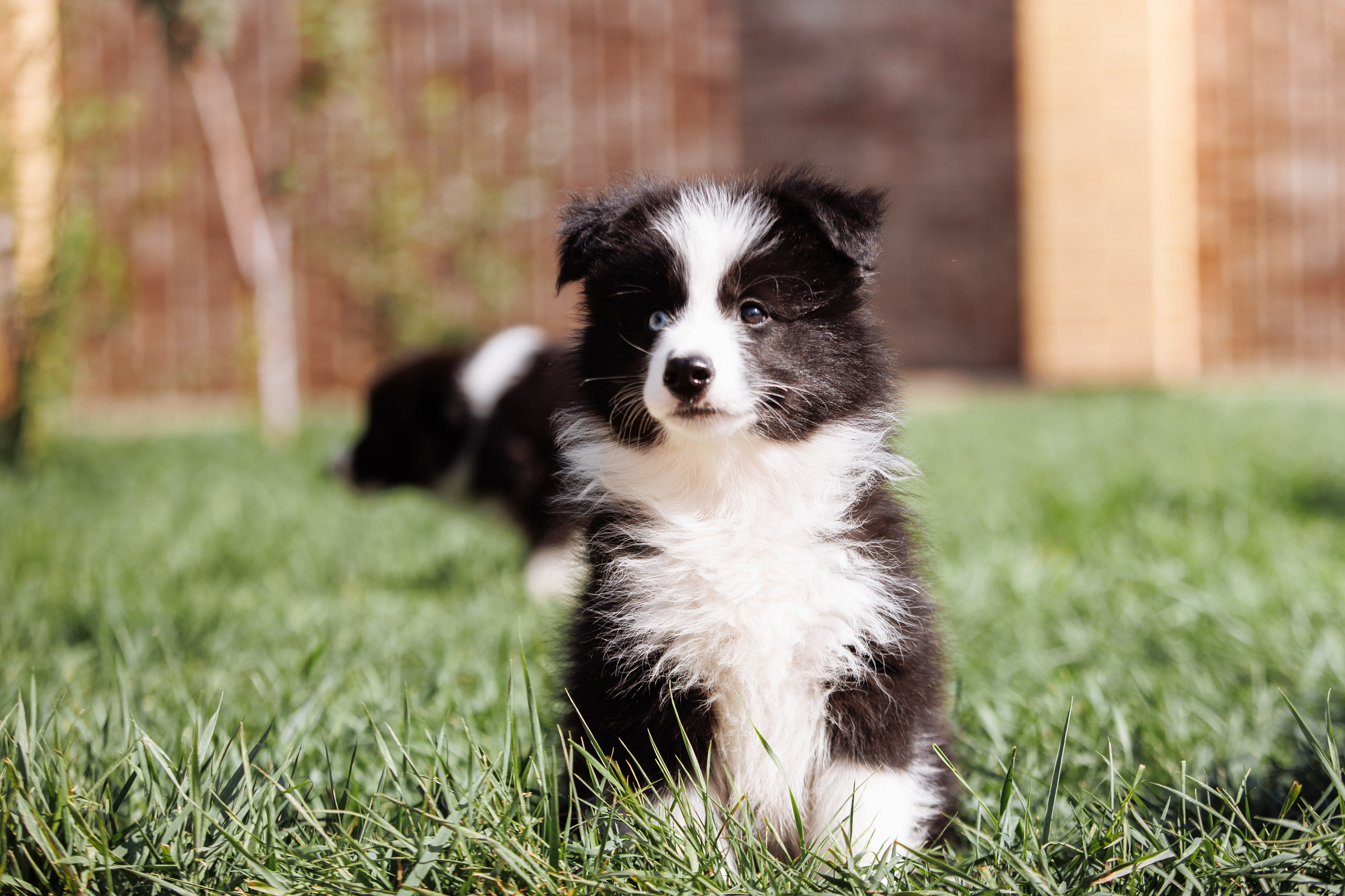 МММ — маленькое мягкое милое. О нас