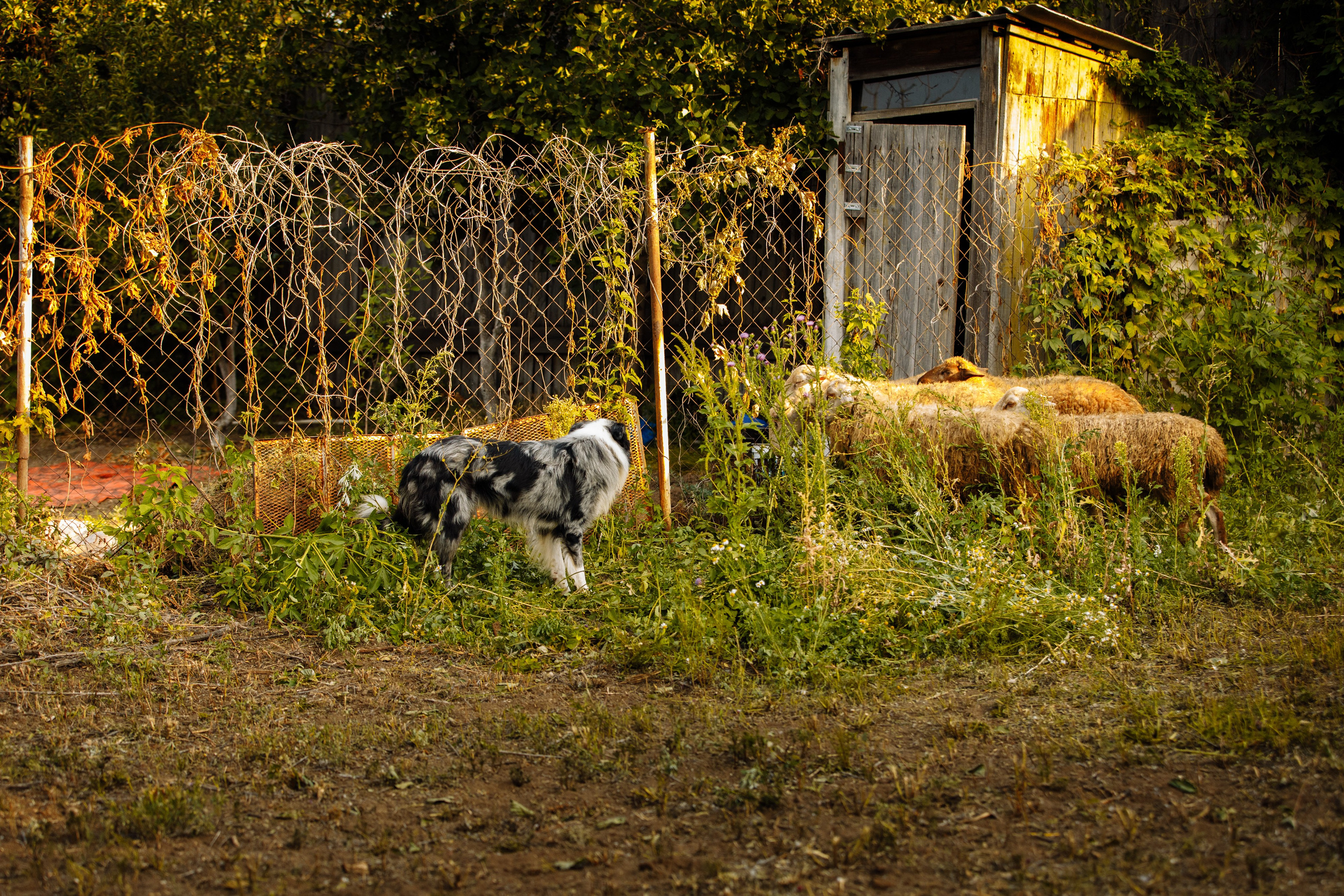 Овечий день. О нас