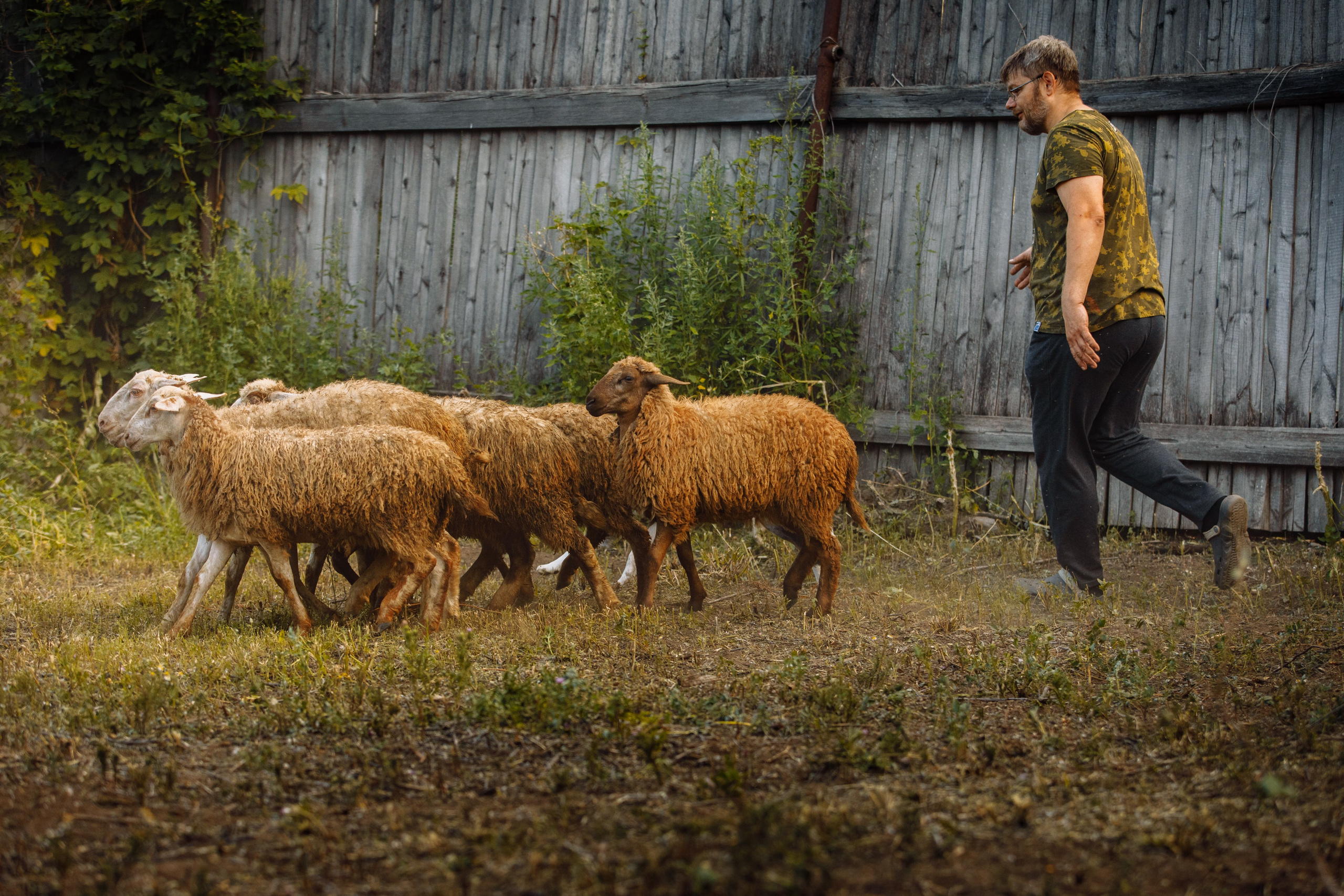 Овечий день. О нас