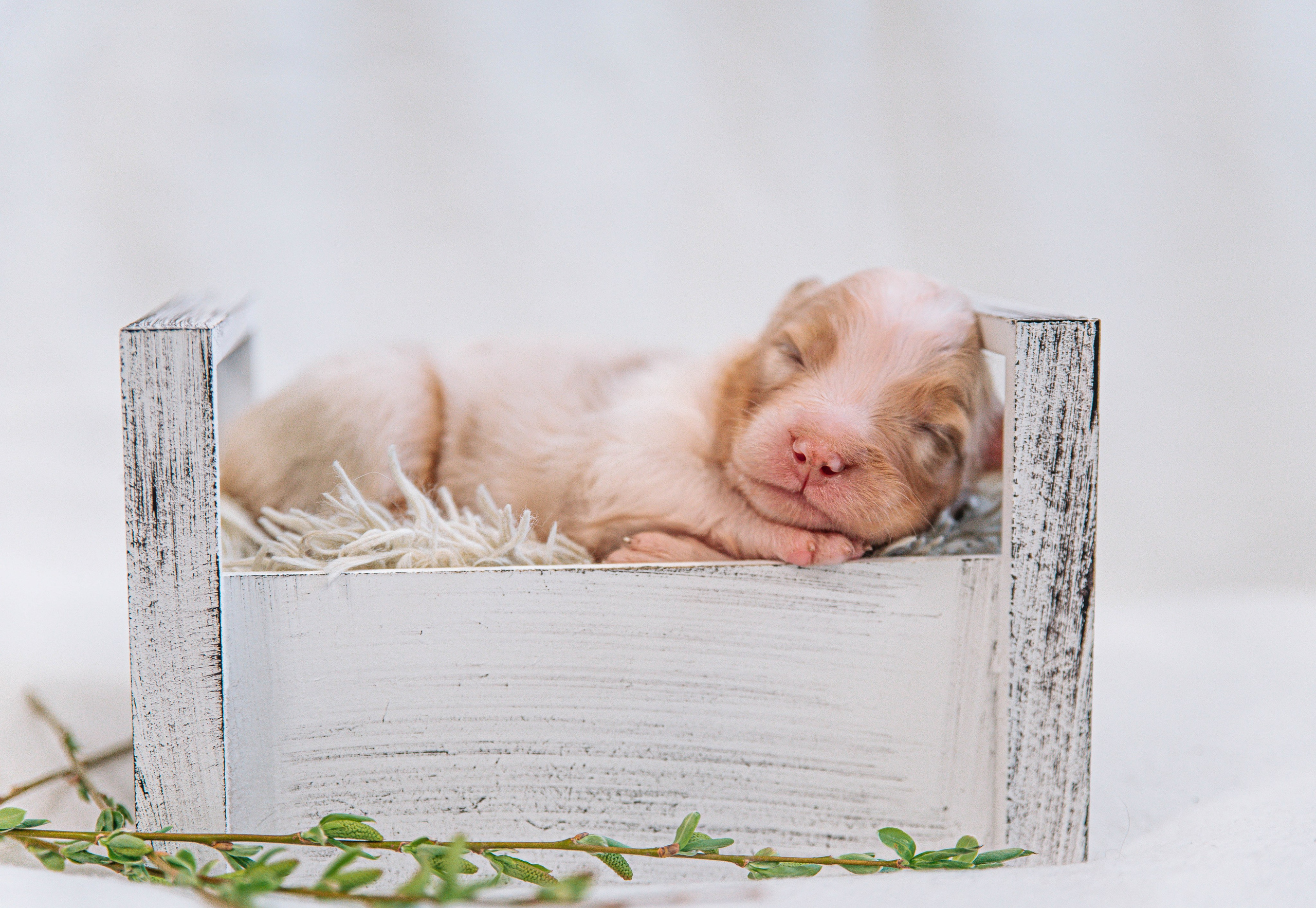 Аусси щенки нью борн. Главная