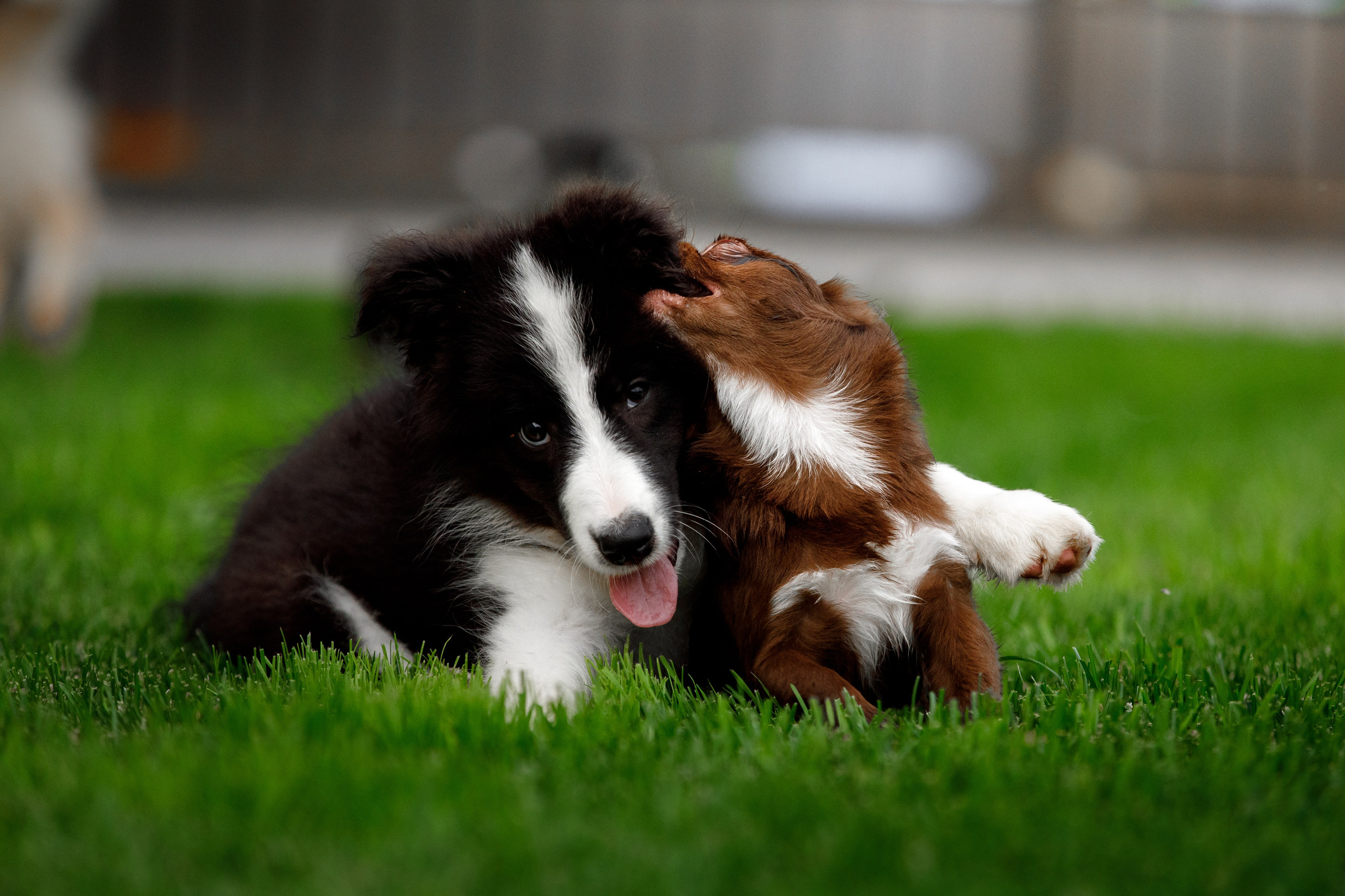 Болтовня в саду. О нас