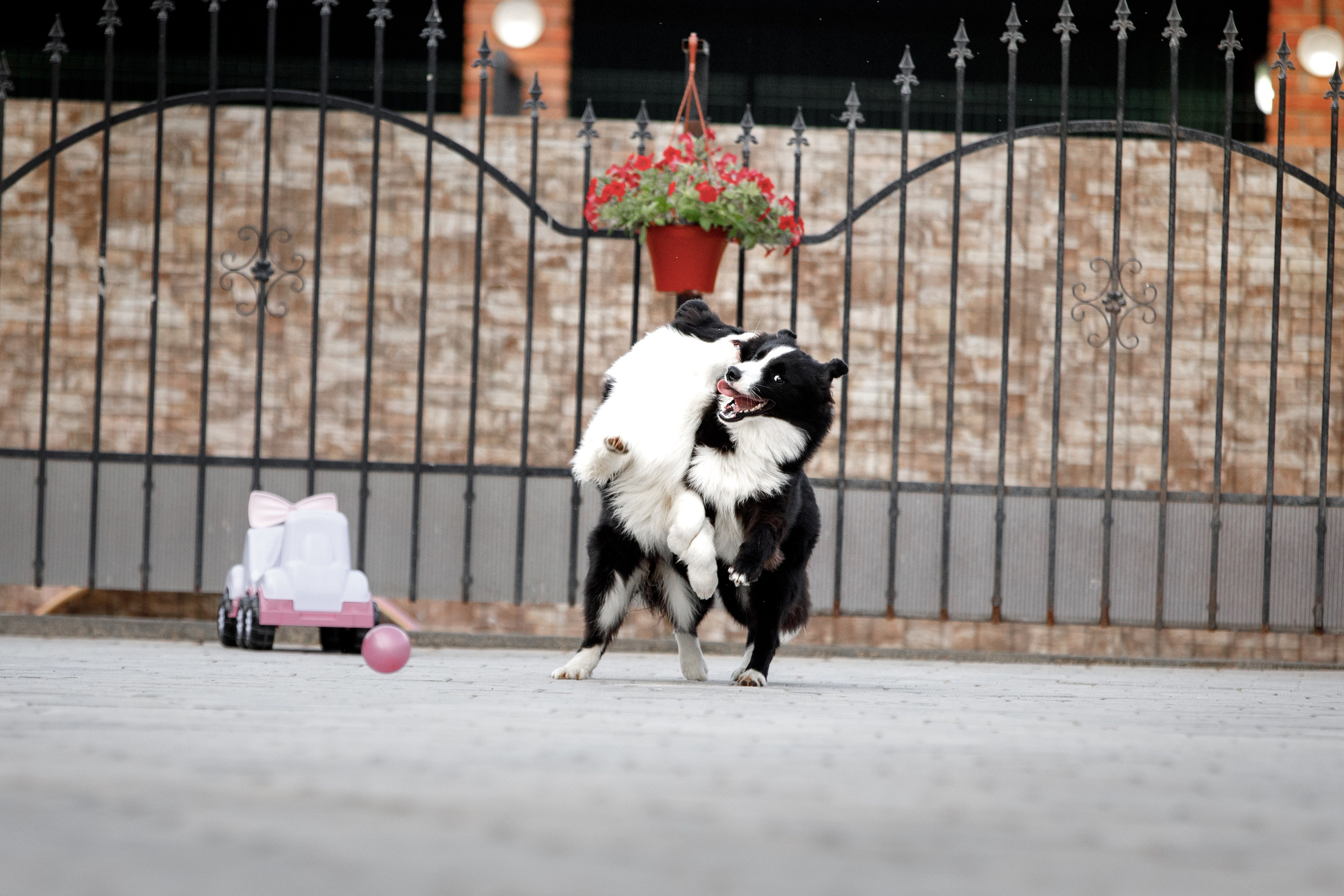 Болтовня в саду. О нас