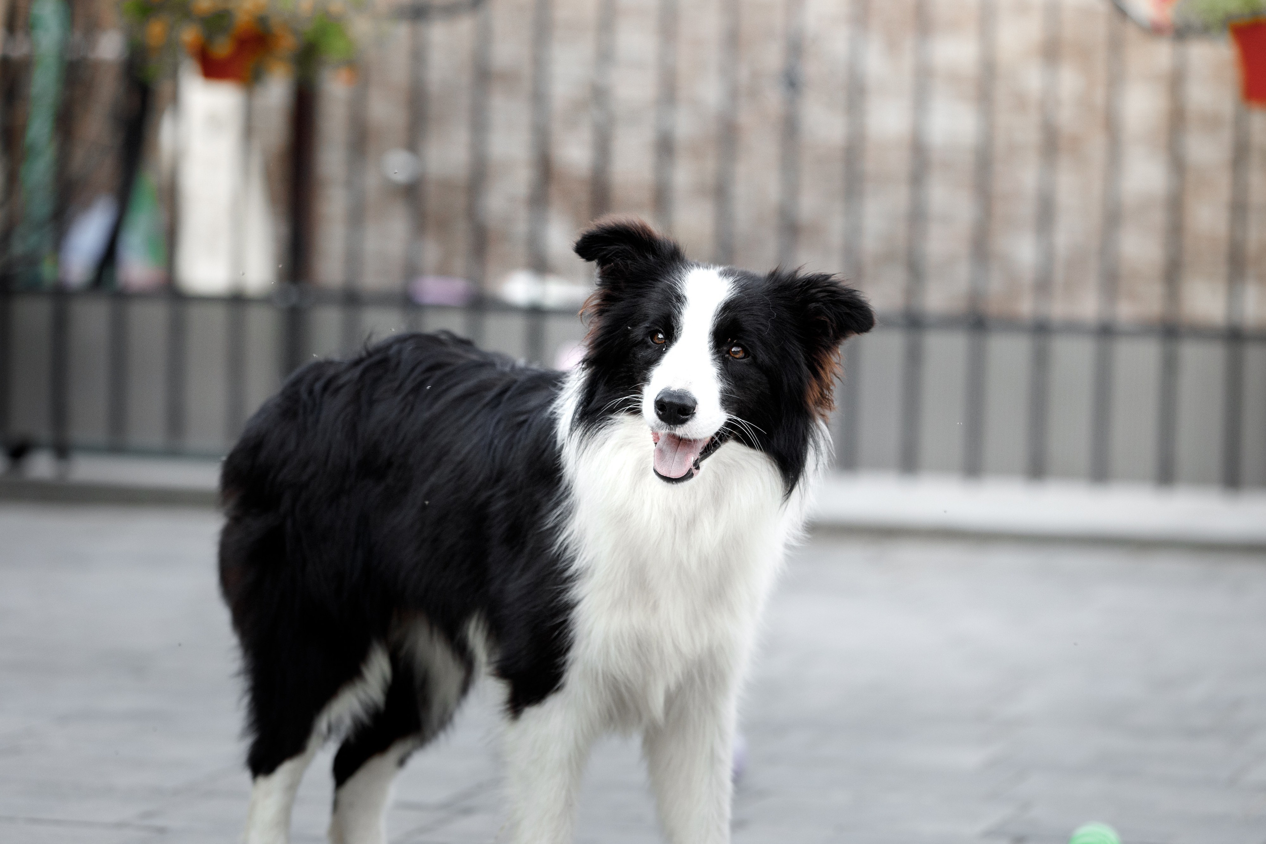 Болтовня в саду. О нас