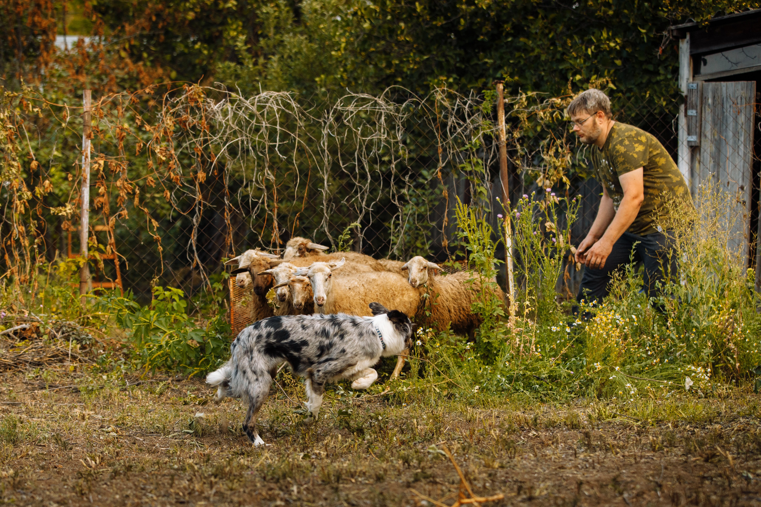 Овечий день. О нас