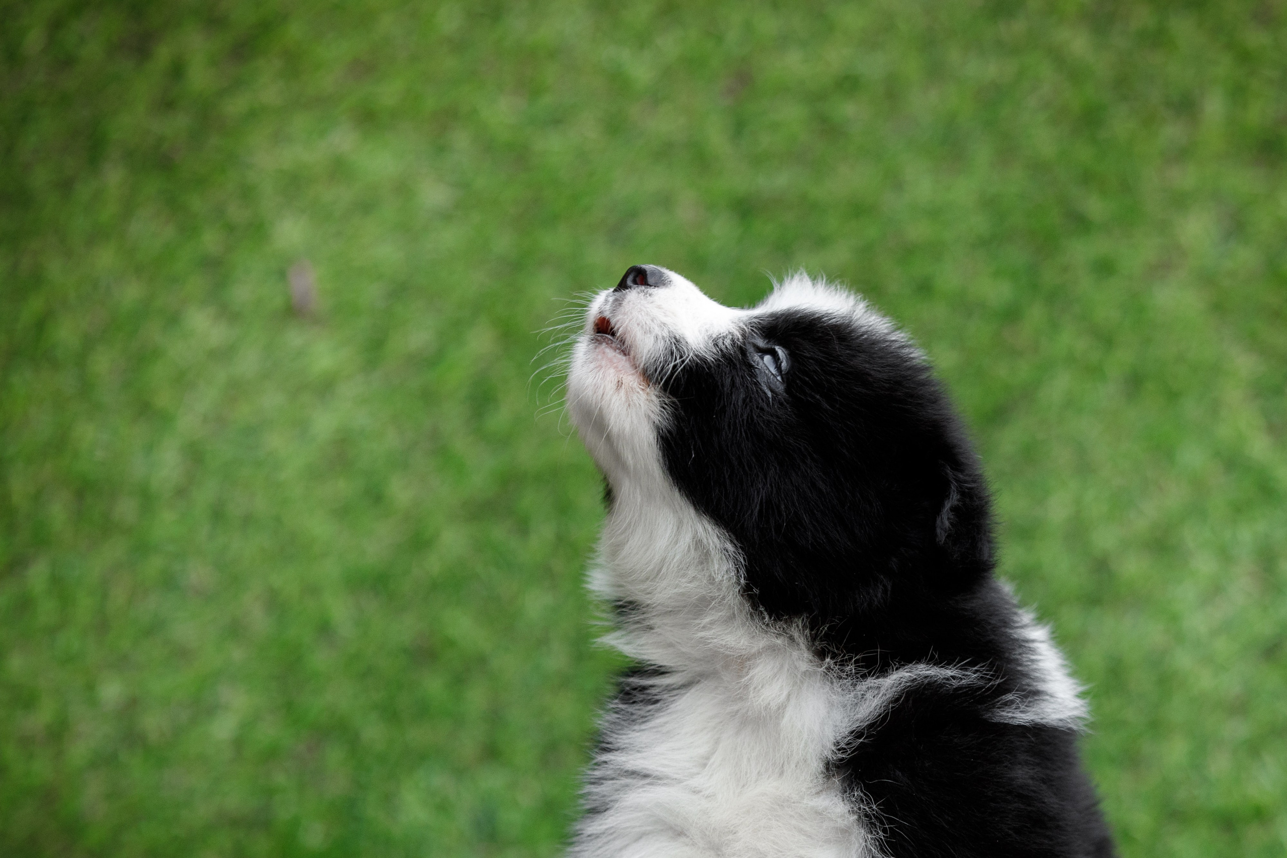 Смешарики. О нас