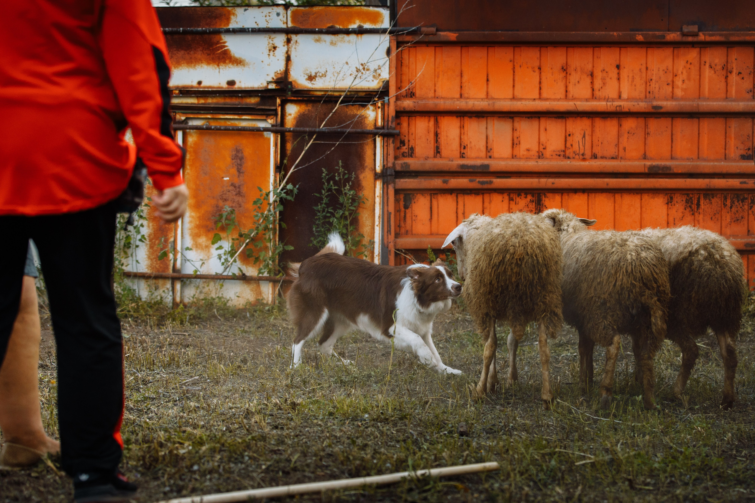 Овечий день. О нас