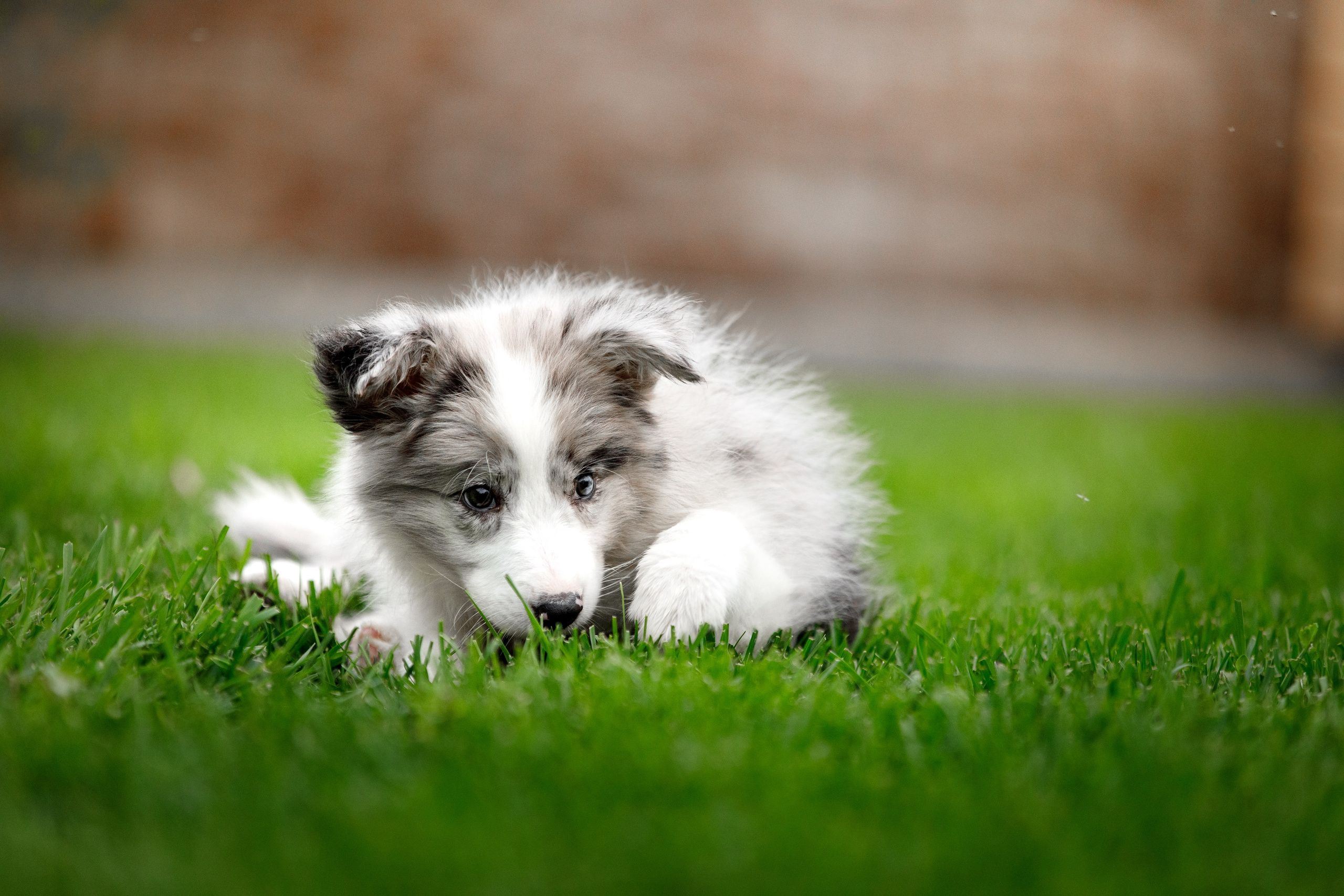 Болтовня в саду. О нас