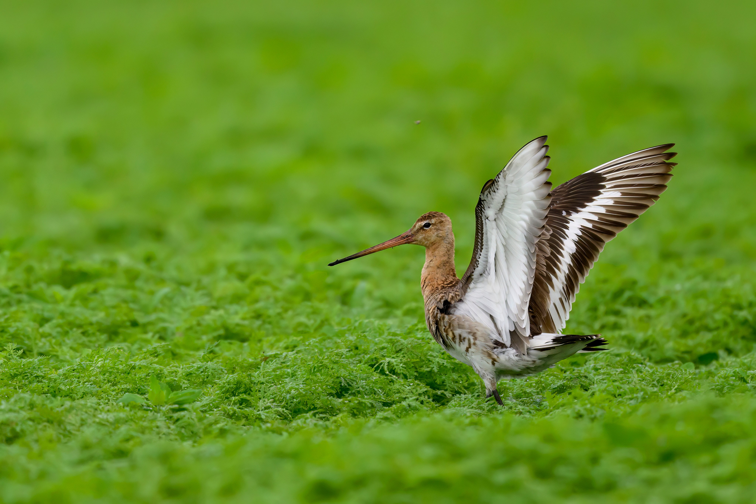 Веретенник. Фотограф Сергей Пупонин