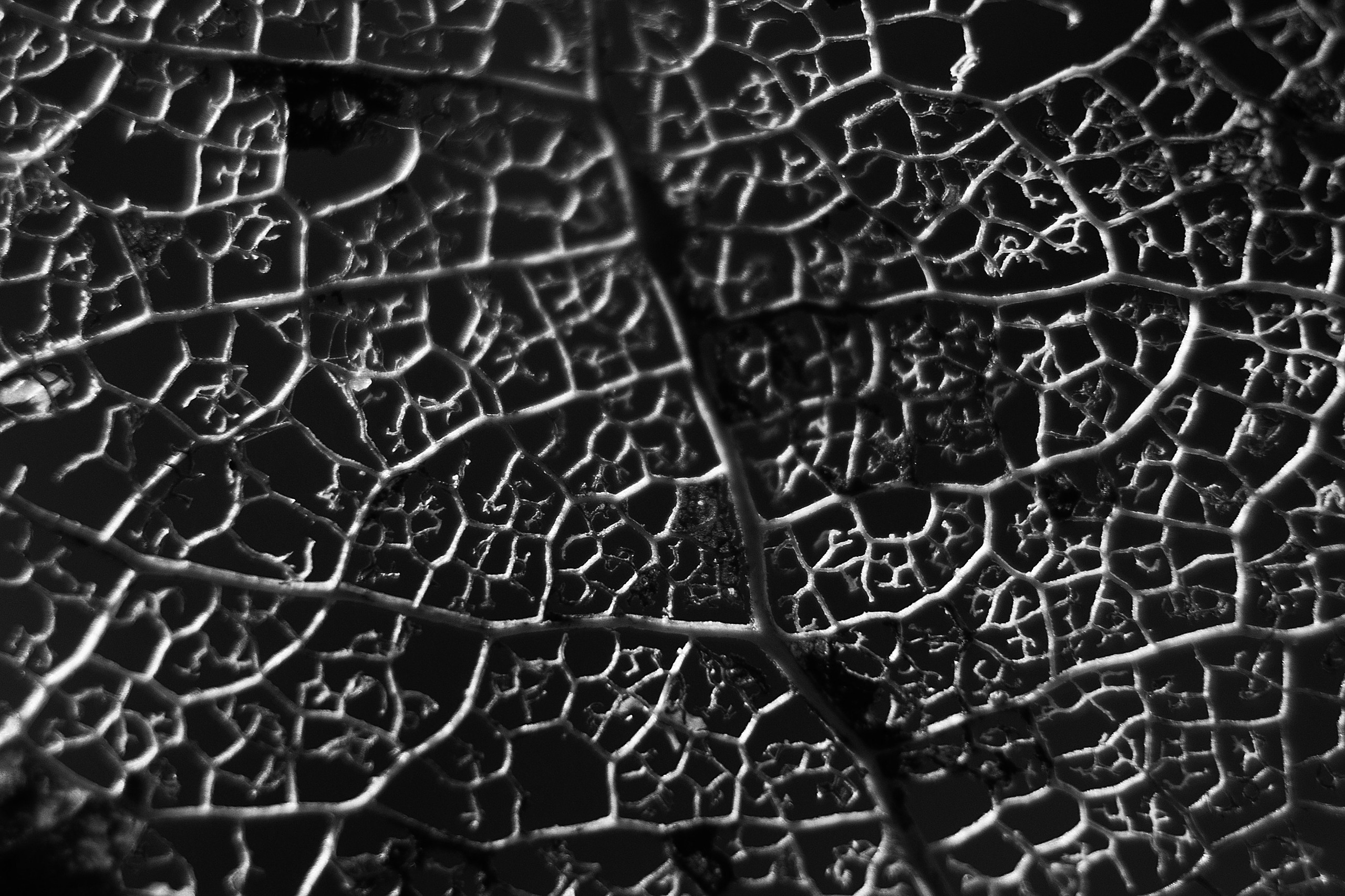 Макро. Фотограф Лагутин Анатолий