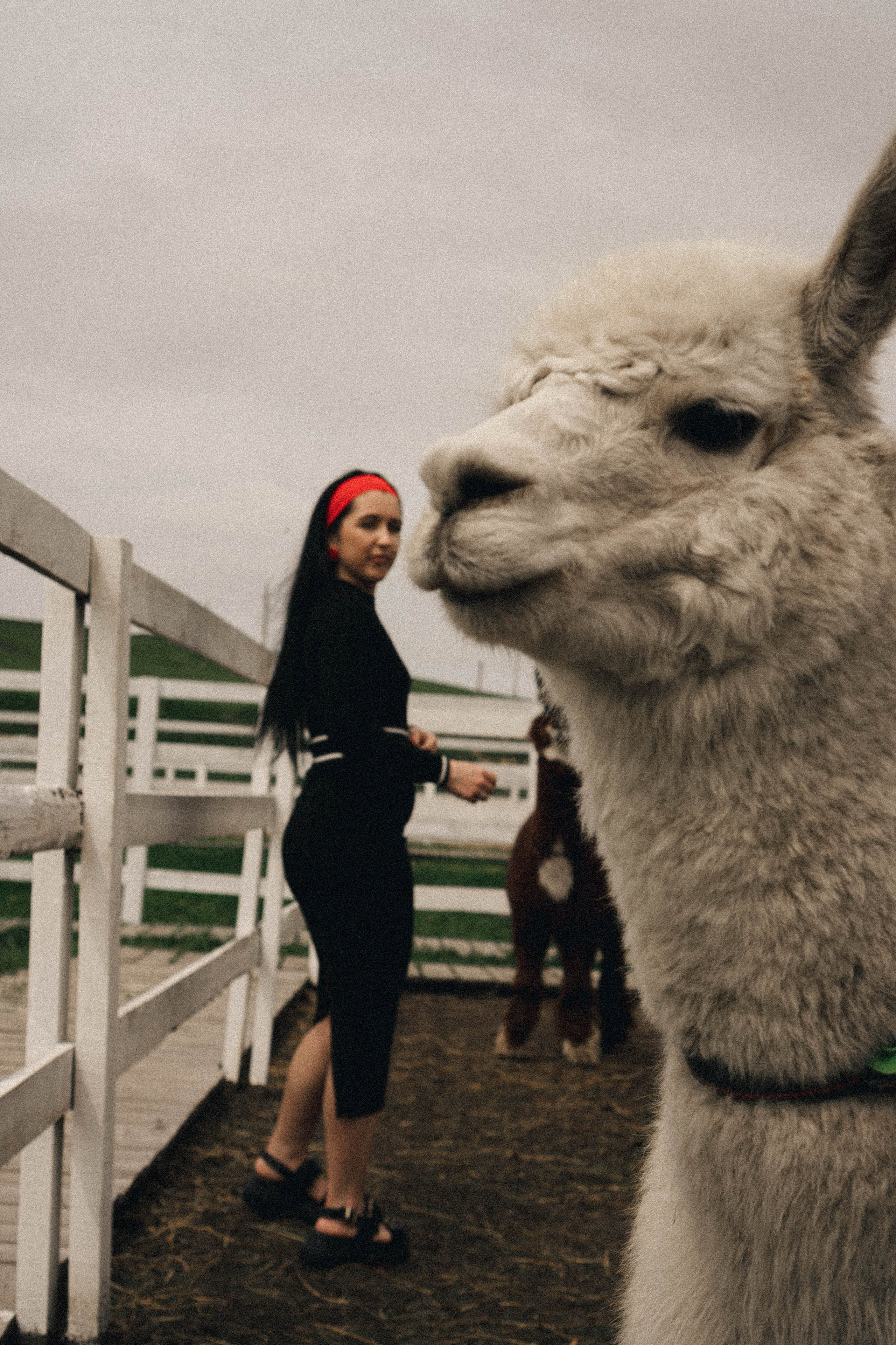 Ферма Альпак. Профессиональный фотограф, Санкт-Петербург — Виктория Богомолова