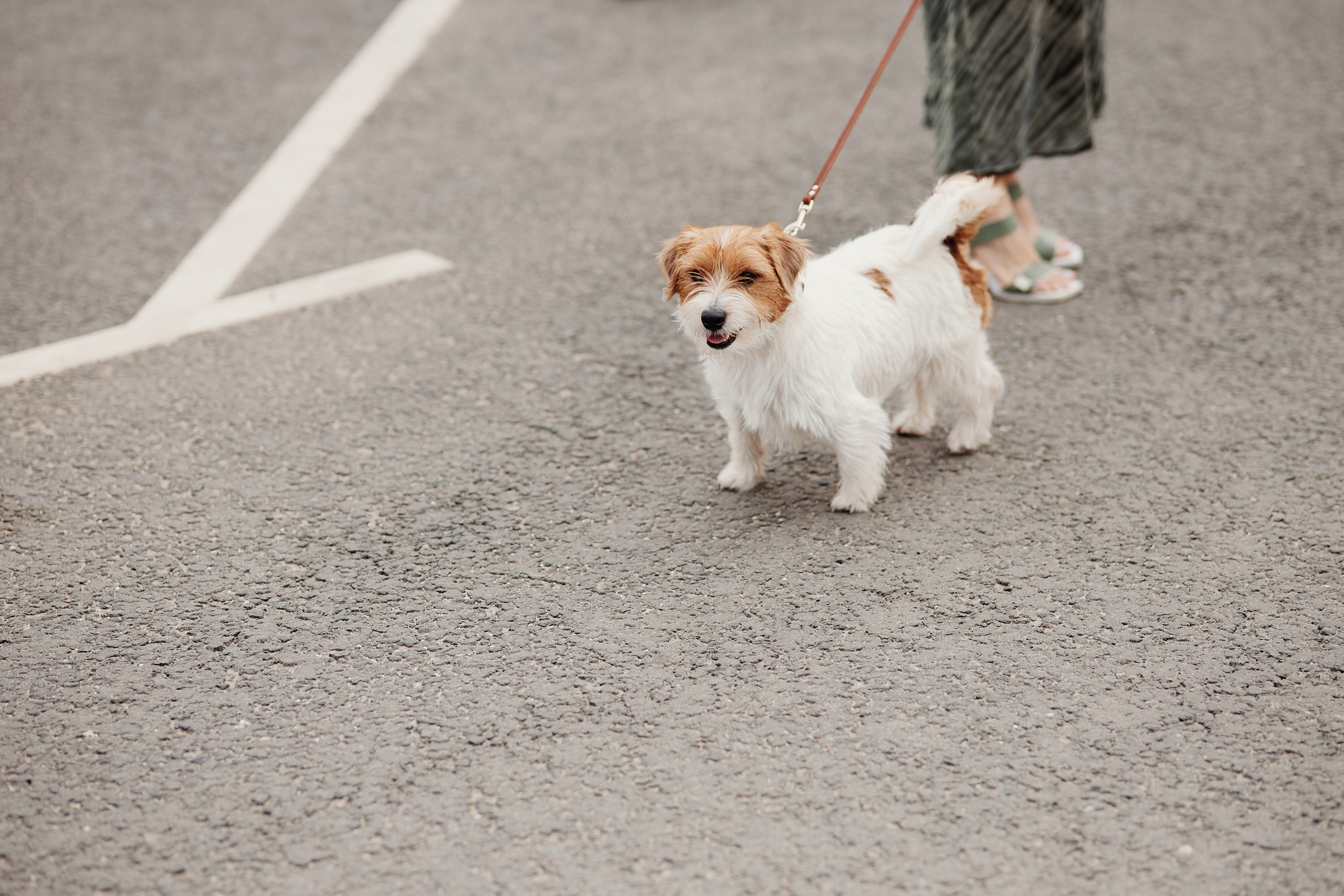 День Молодежи 2025. Репортажная съемка в Москве