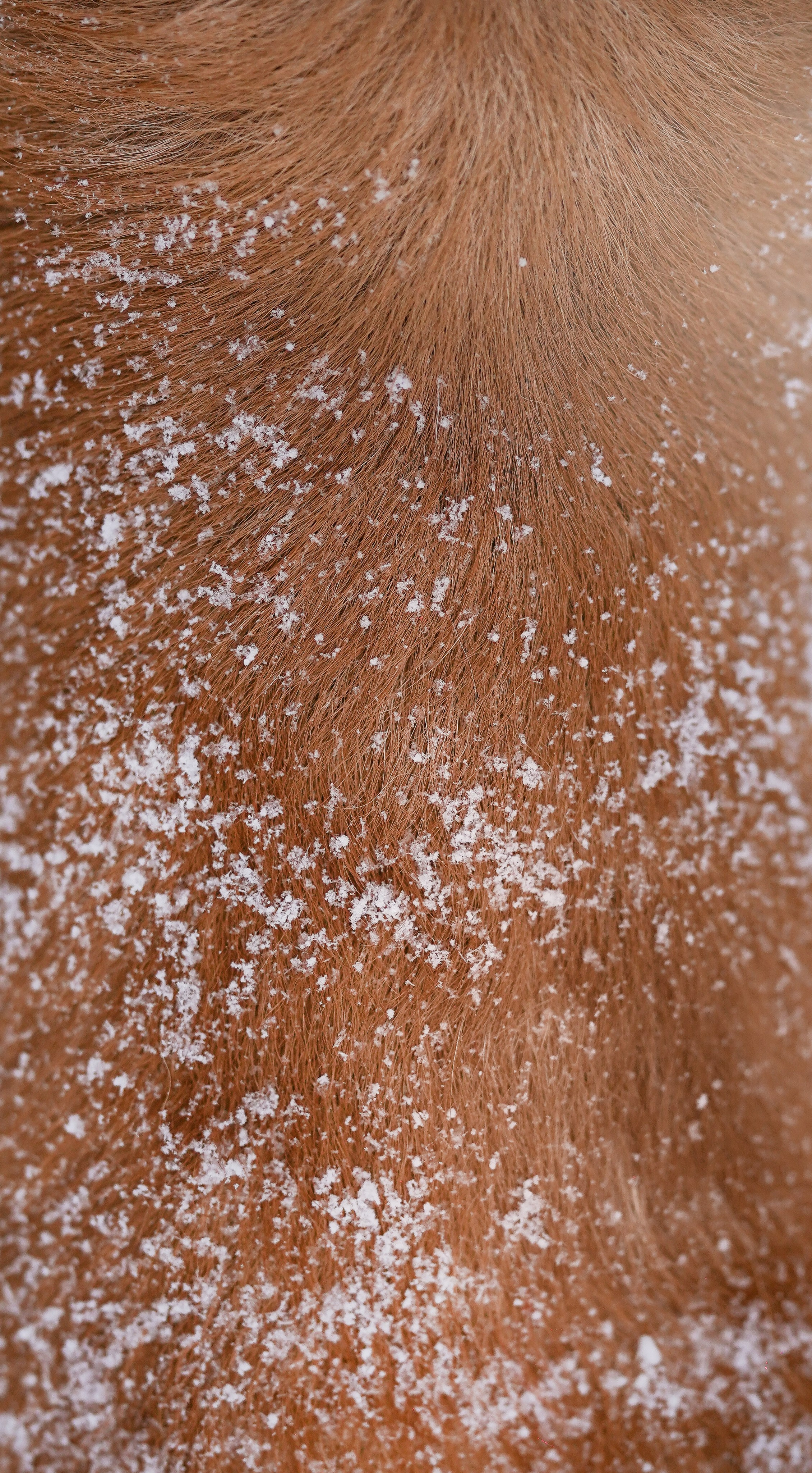 Катя Рокки и Честер. Фотограф-анималист в Санкт-Петербурге Яна Мартынова