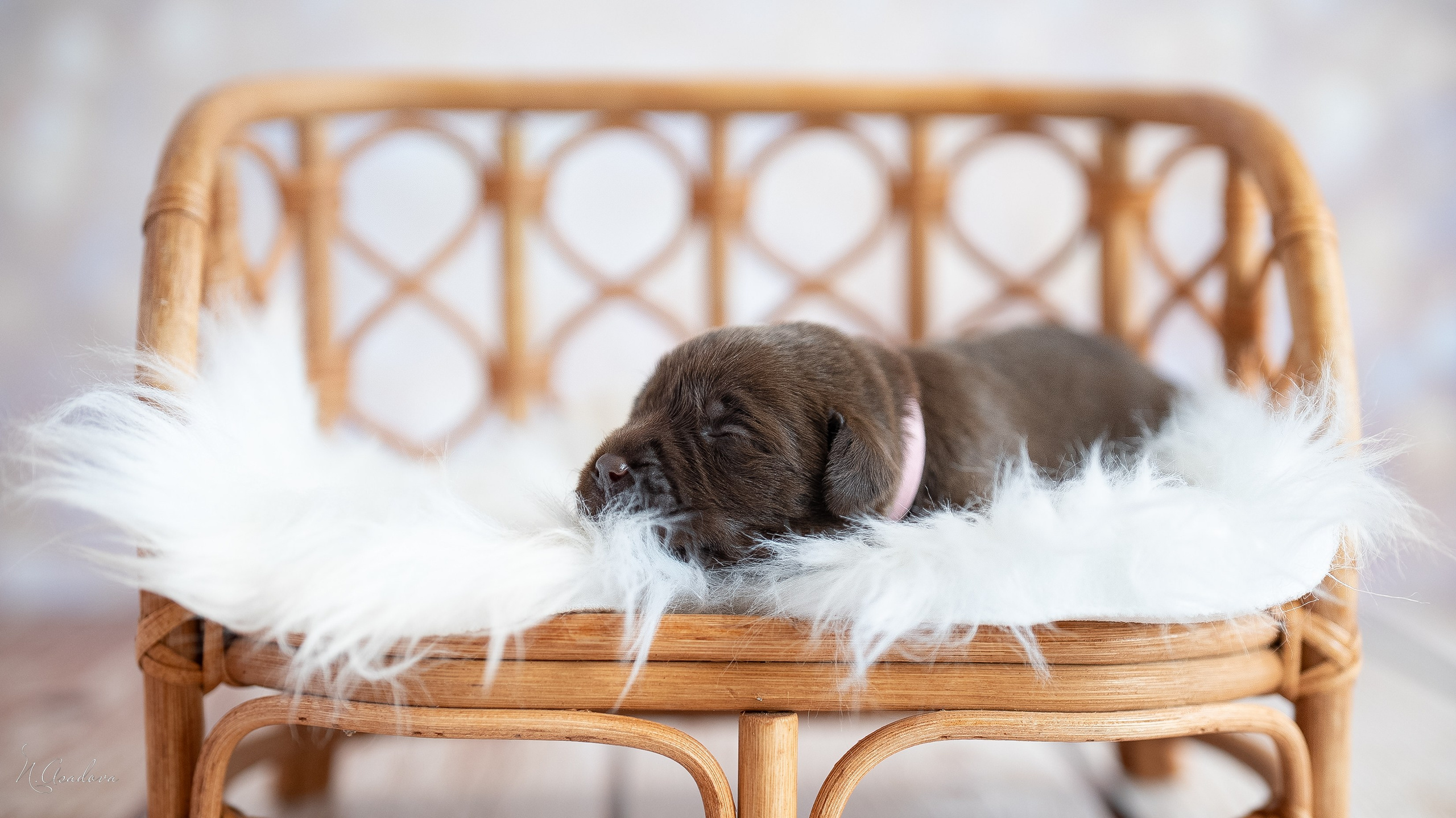 Новорожденные лабрадоры. Фотограф-анималист Асадова