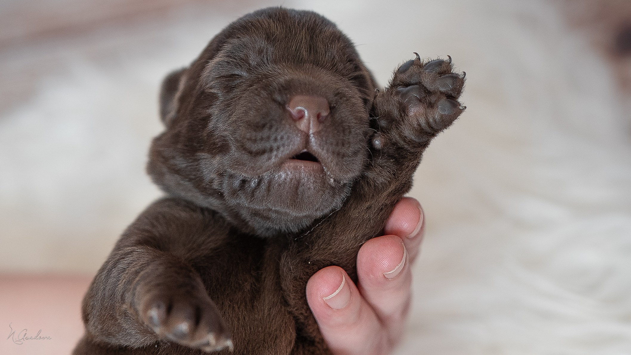 Новорожденные лабрадоры. Фотограф-анималист Асадова