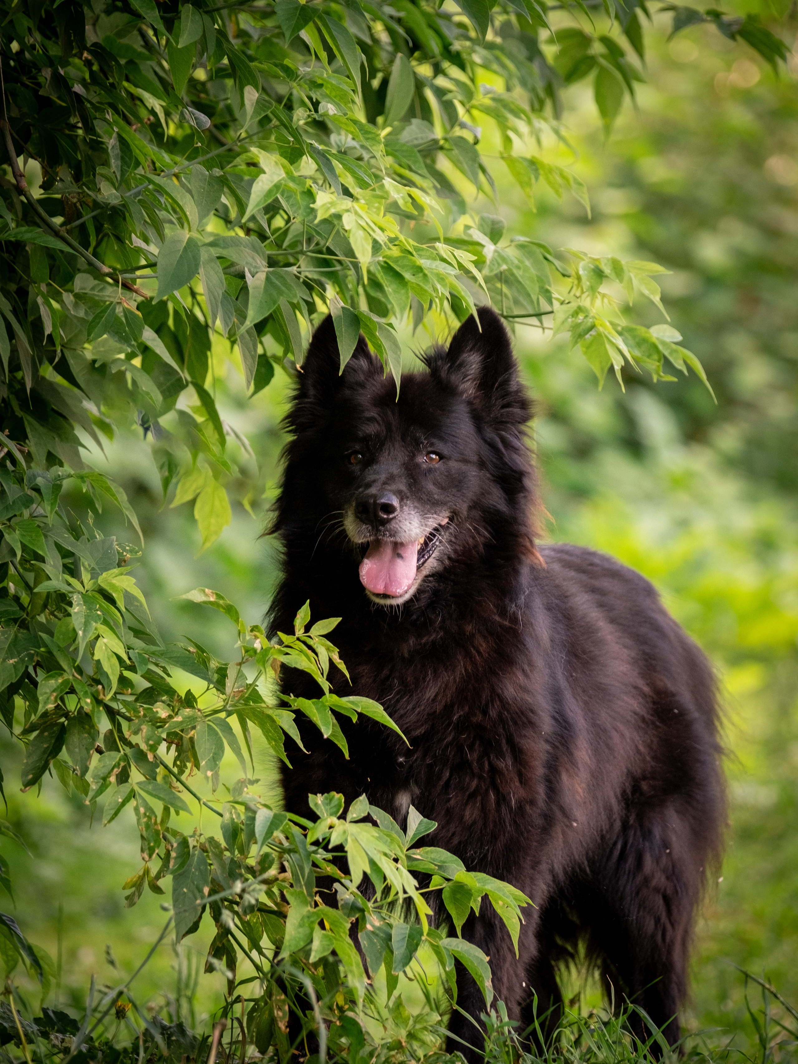 Приют Бирюлёво — для Надежды!. Зоофотограф, фотограф животных в Москве и области Дина Дамоцева