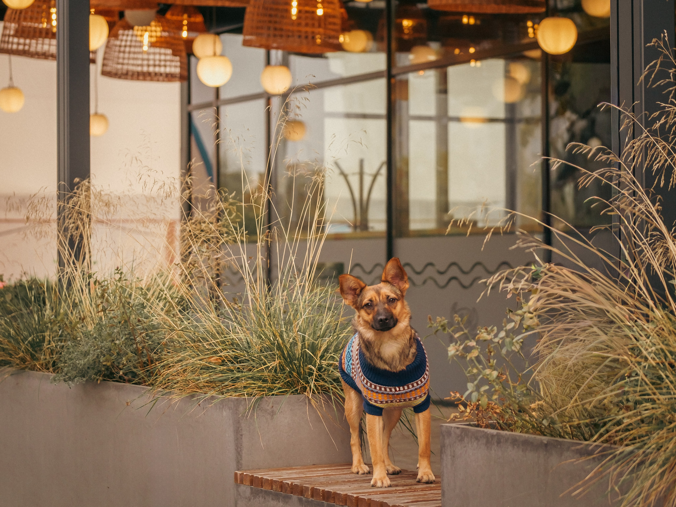 Осенняя Дося-модница). Зоофотограф, фотограф животных в Москве и области Дина Дамоцева
