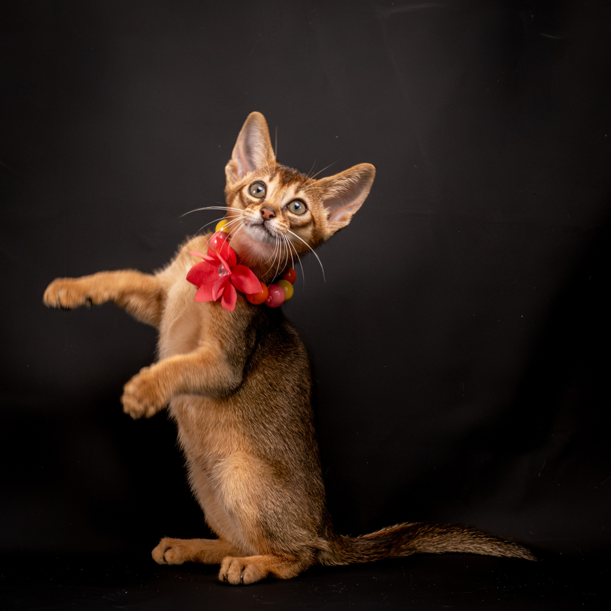 Абиссинцы для Натальи). Зоофотограф, фотограф животных в Москве и области Дина Дамоцева