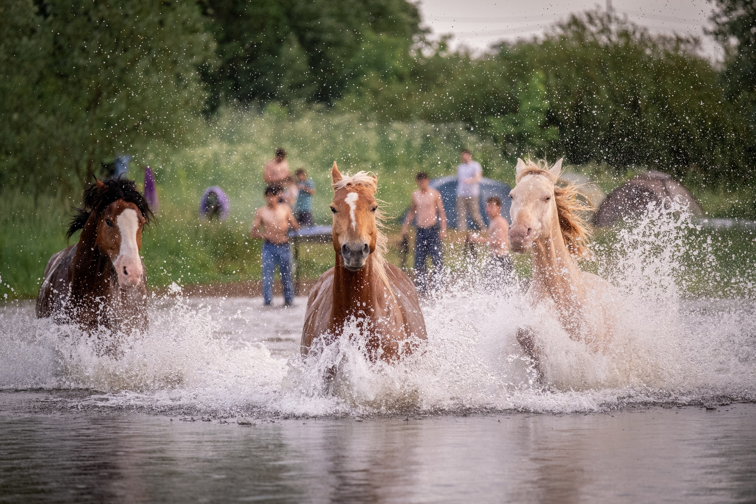 Люди и лошади!. Зоофотограф, фотограф животных в Москве и области Дина Дамоцева