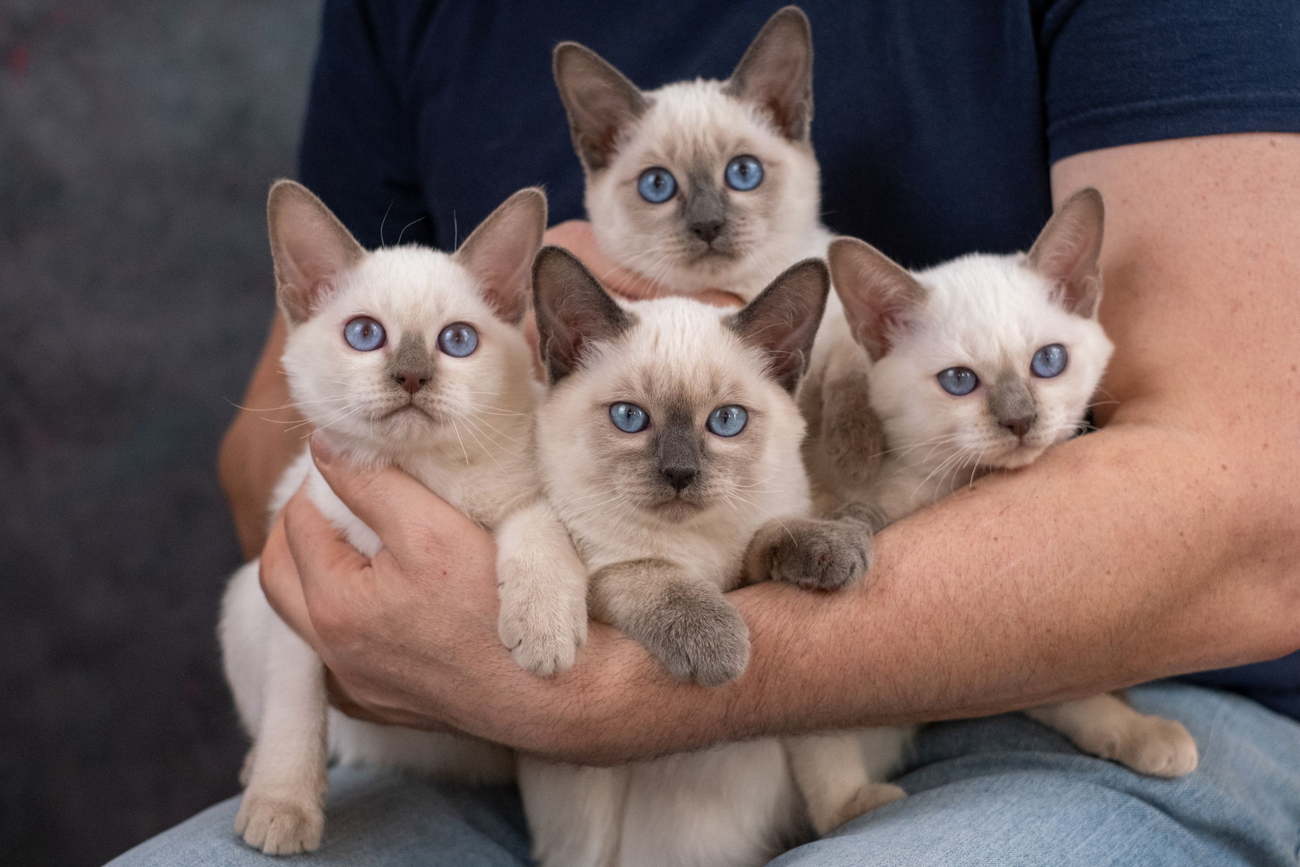 Тайские котята для Никиты и Ольги. Зоофотограф, фотограф животных в Москве и области Дина Дамоцева
