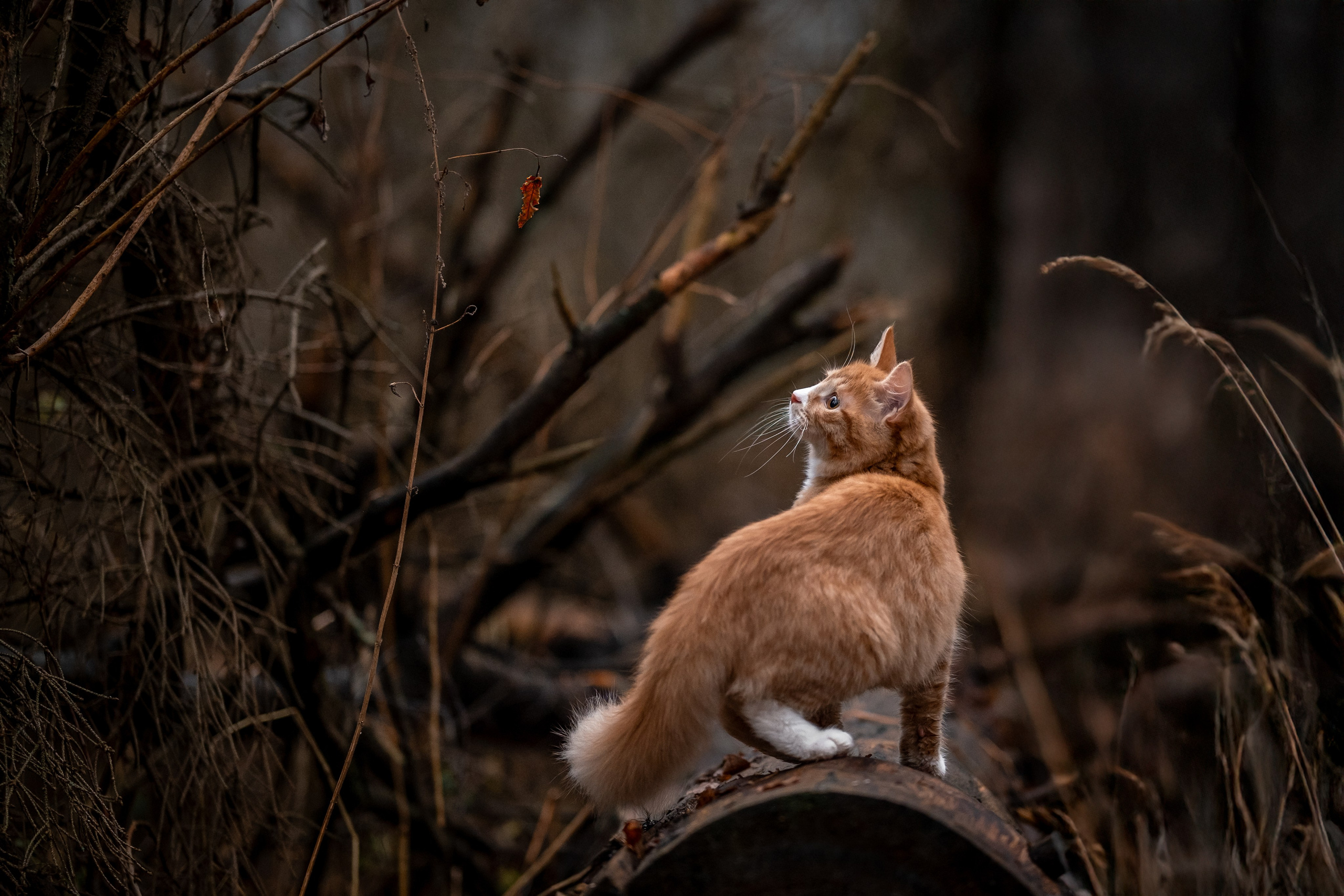 Котенок Дарвин на прогулке). Зоофотограф, фотограф животных в Москве и области Дина Дамоцева