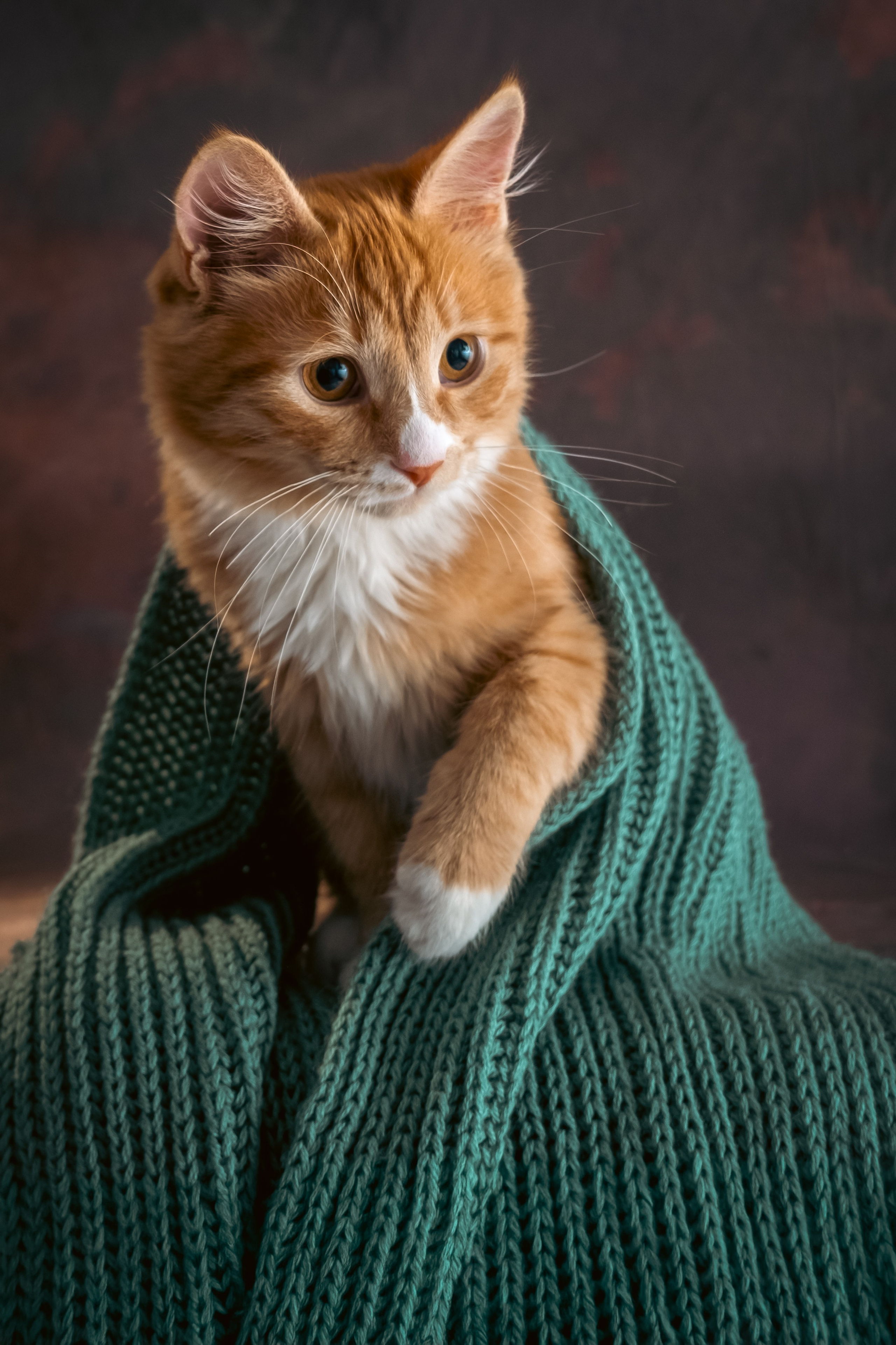 Котенок Дарвин. Зоофотограф, фотограф животных в Москве и области Дина Дамоцева