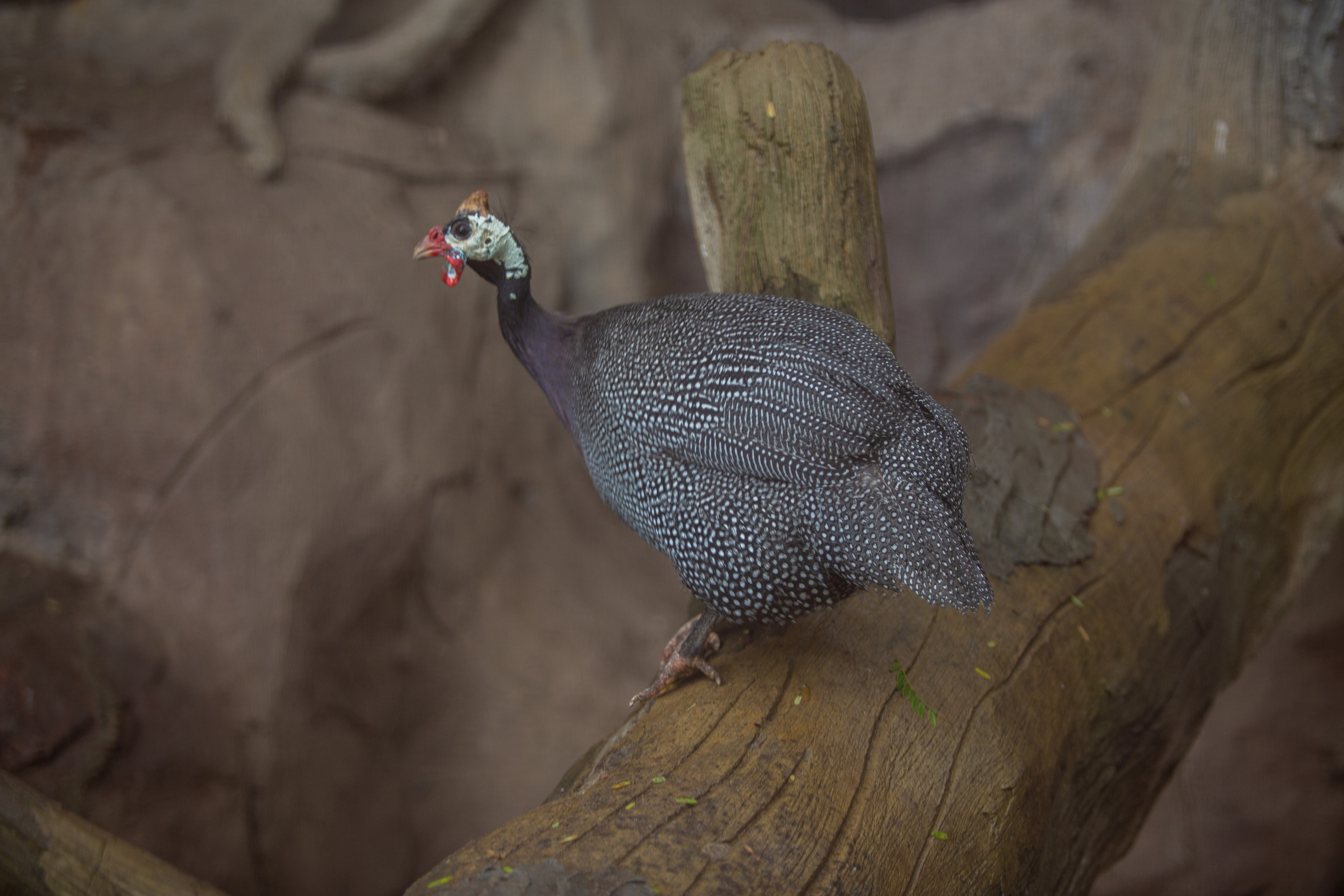 Samut Prakan Crocodile Farm & Zoo. Photographer Sonkina Tatiana (Tanya Ash)