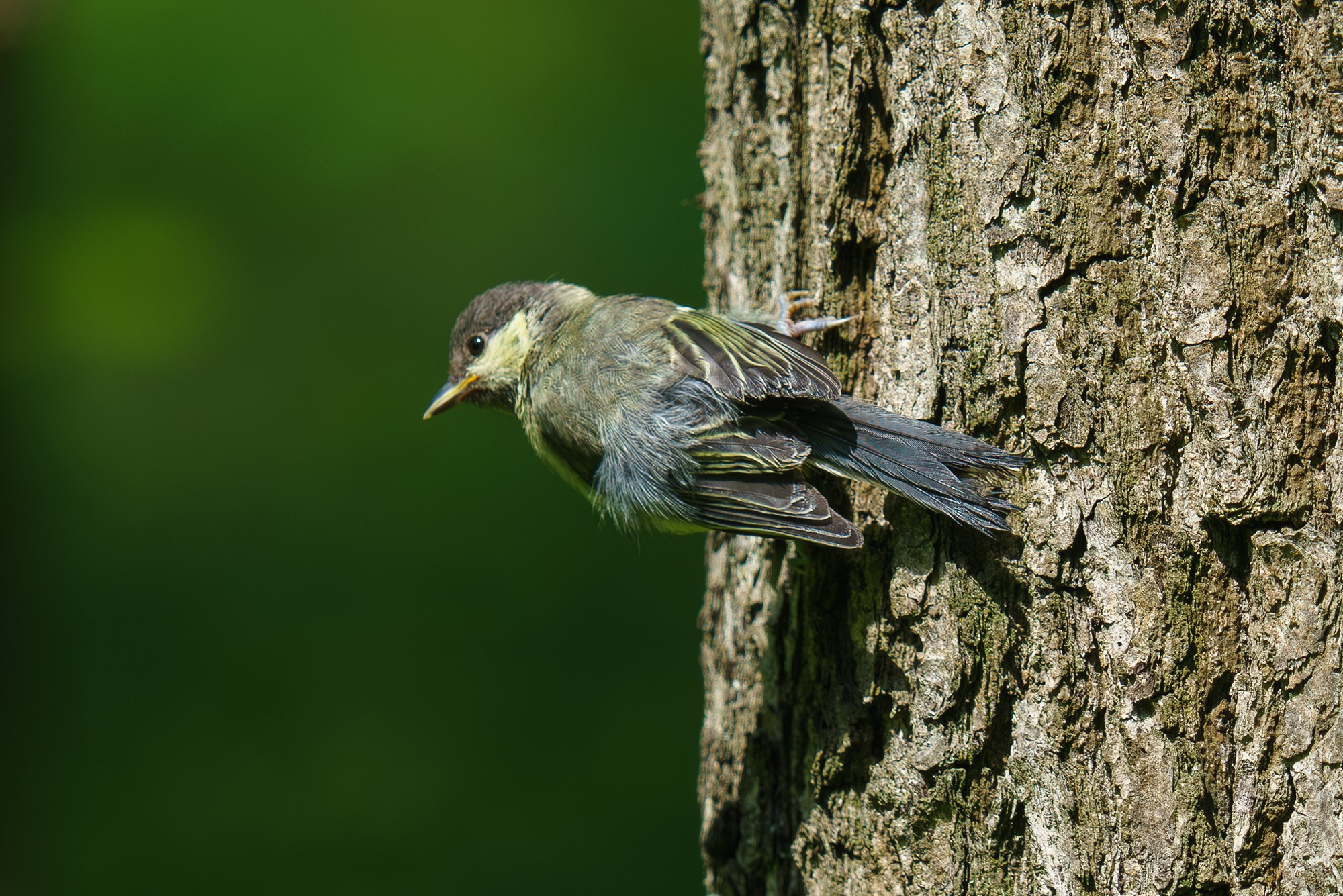 Удивительные мир птиц. Вокруг нас столько прекрасного — присмотритесь!. Ваш личный фотограф Марина Волкова