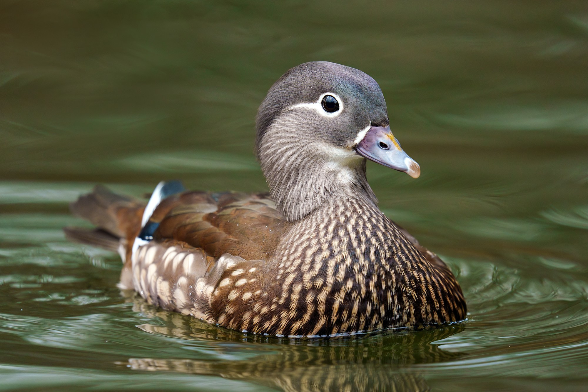 Удивительные мир птиц. Вокруг нас столько прекрасного — присмотритесь!. Ваш личный фотограф Марина Волкова