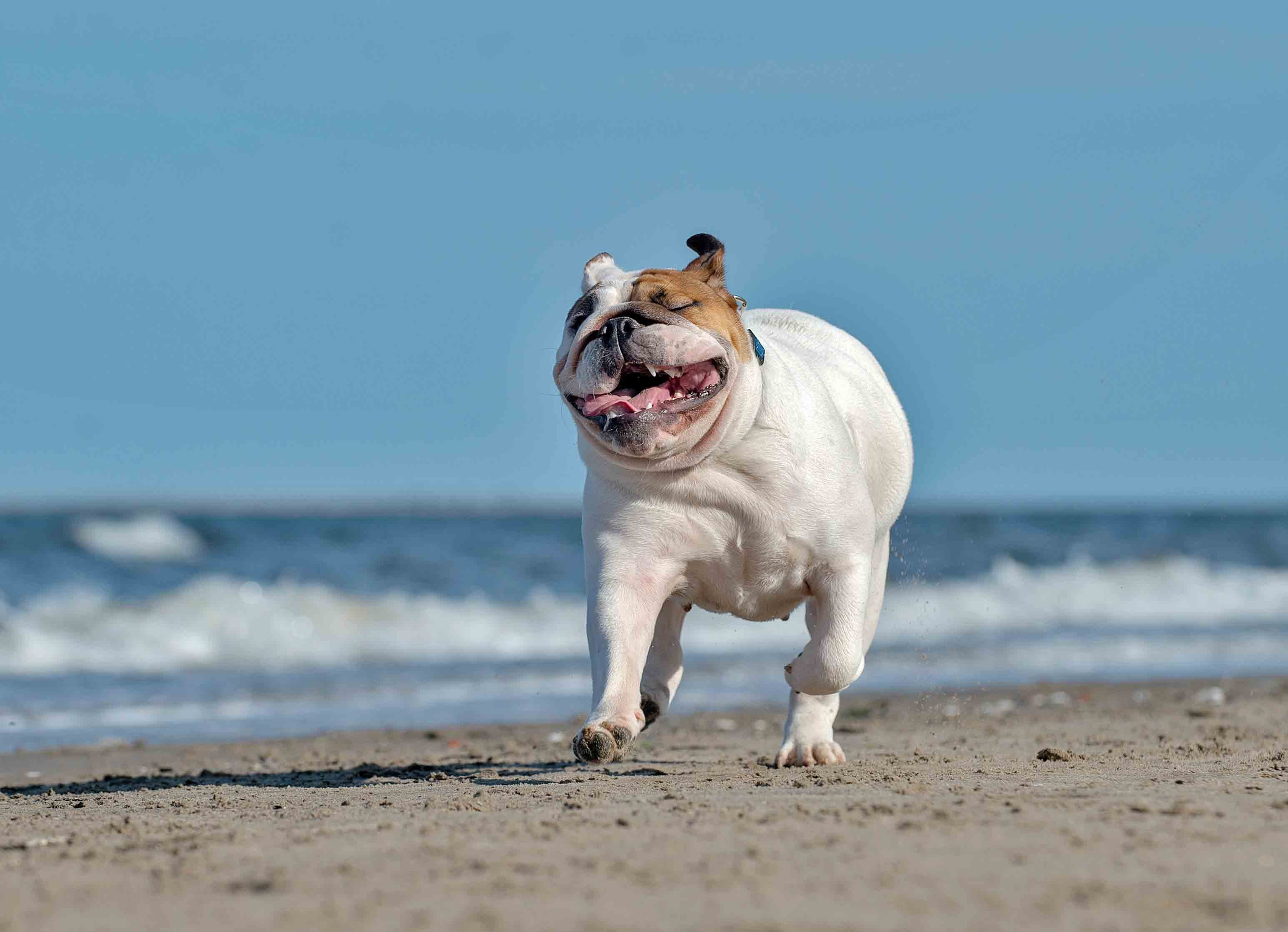 Собаки. Портретная и свадебная фотосъемка. Москва и область