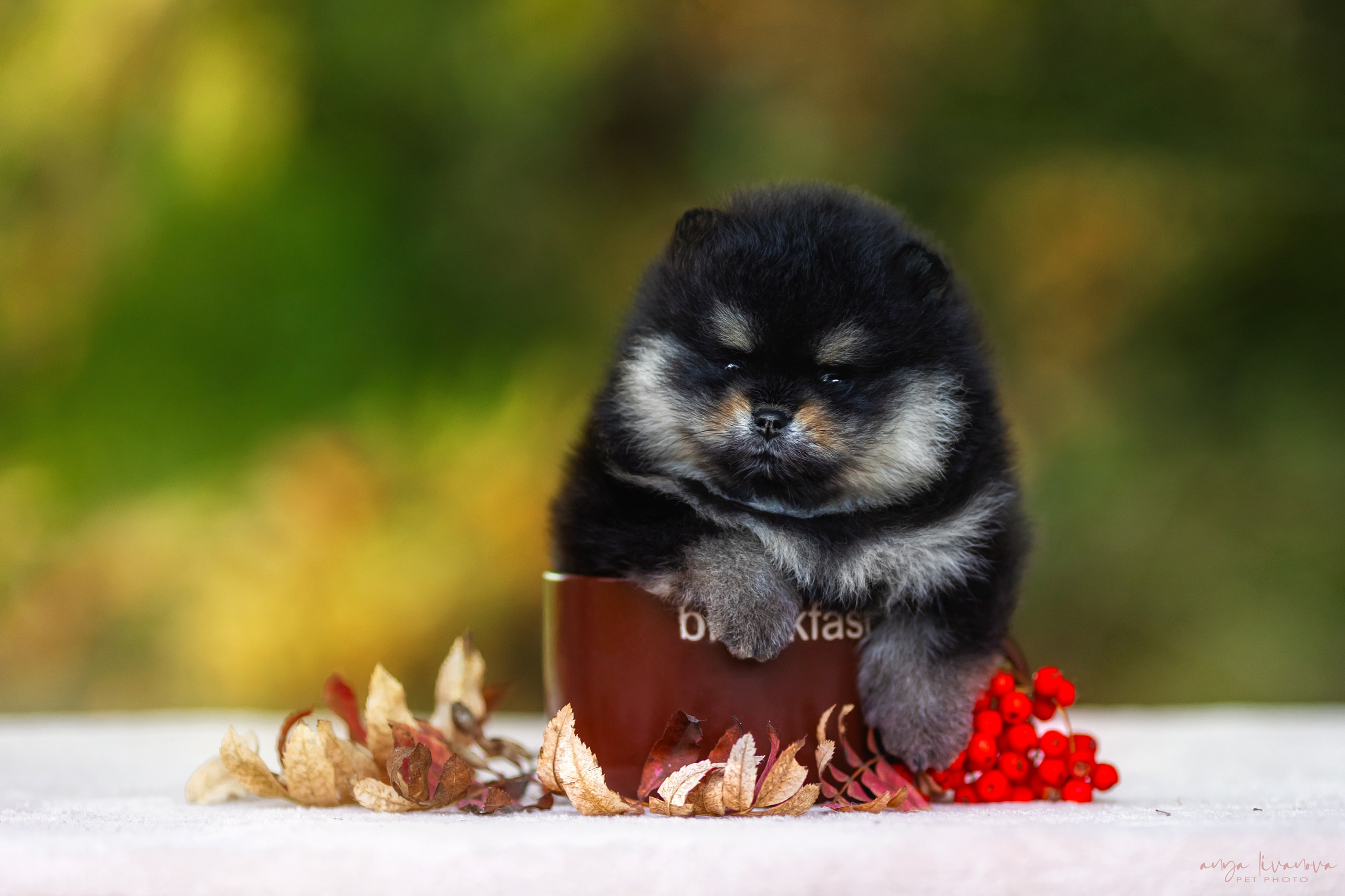 Шпицы. Фотограф анималист Аня Ливанова | Рыбинск