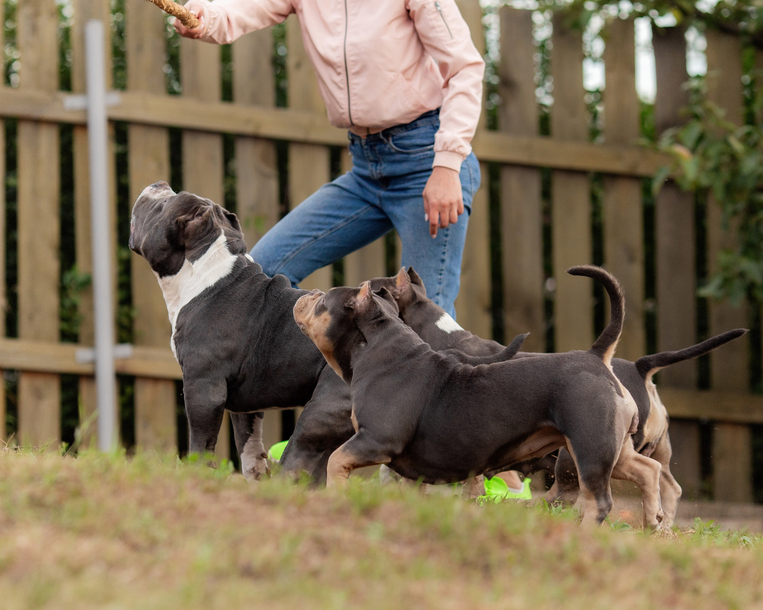 Наталья и булли. Фотограф Анималист в Перми Анастасия Остерман