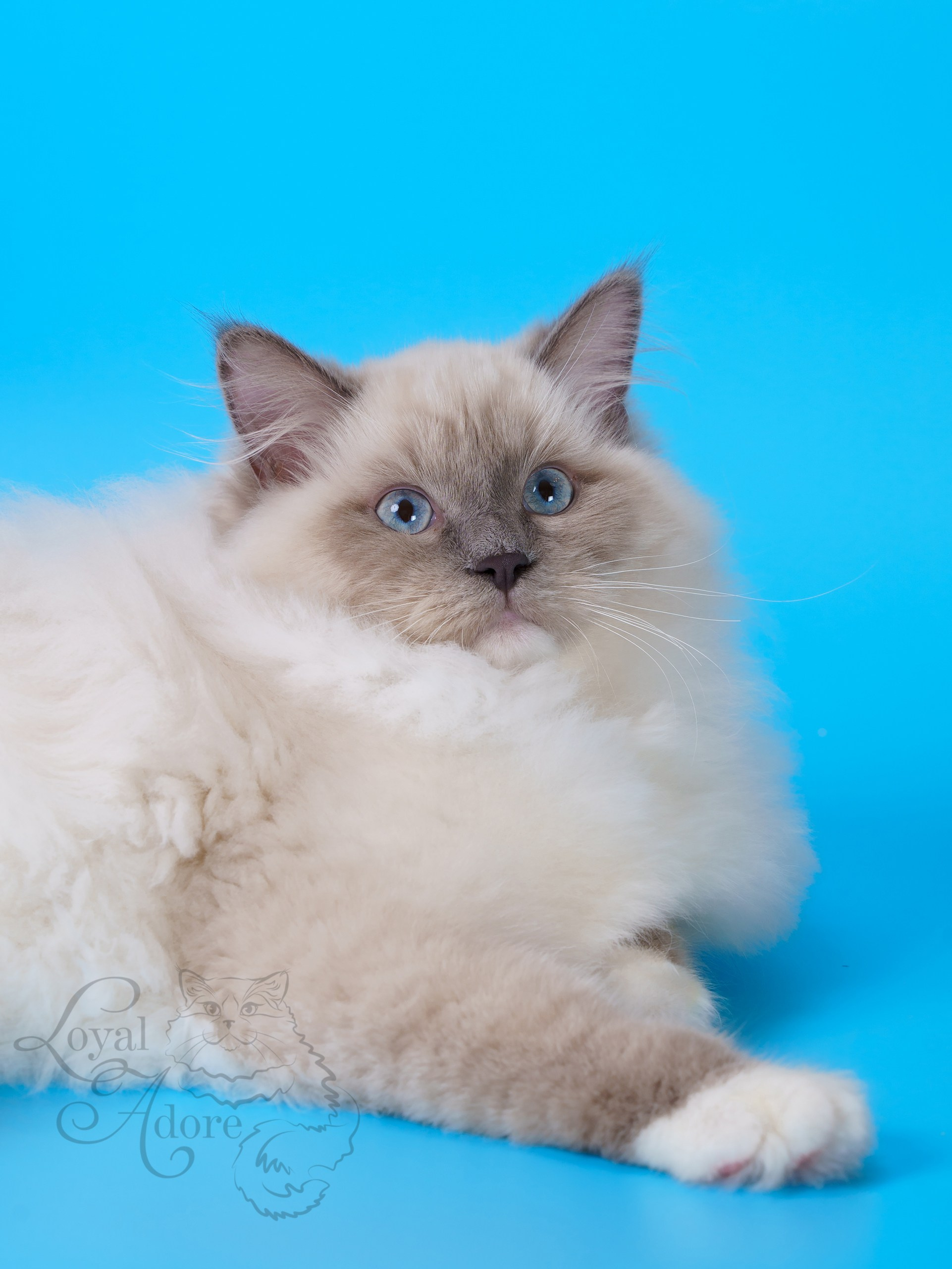 Коты производители Loyal Adore. Питомник рэгдолл Loyal Adore