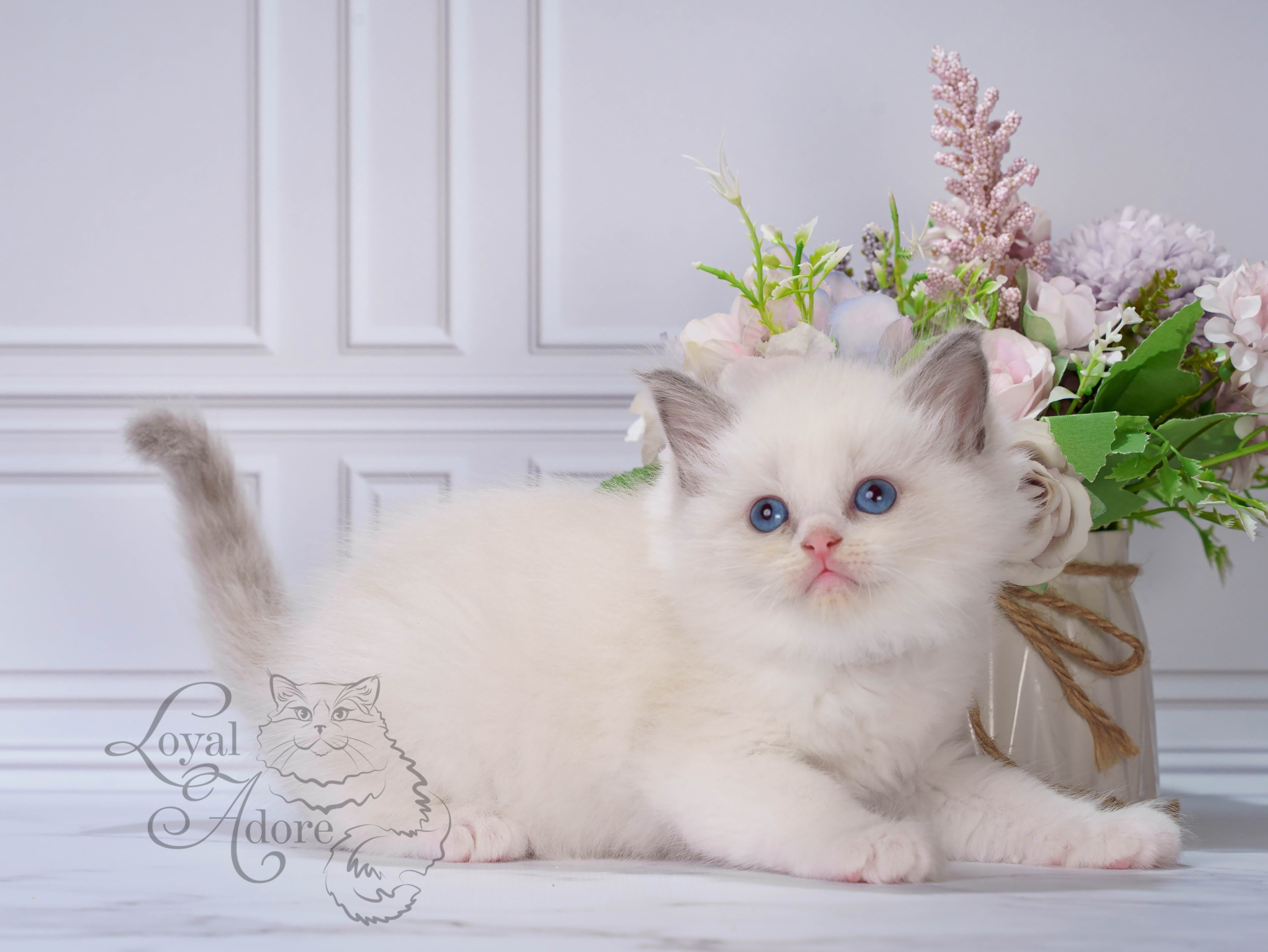 Котята рэгдолл от Loyal Adore. Питомник рэгдолл Loyal Adore